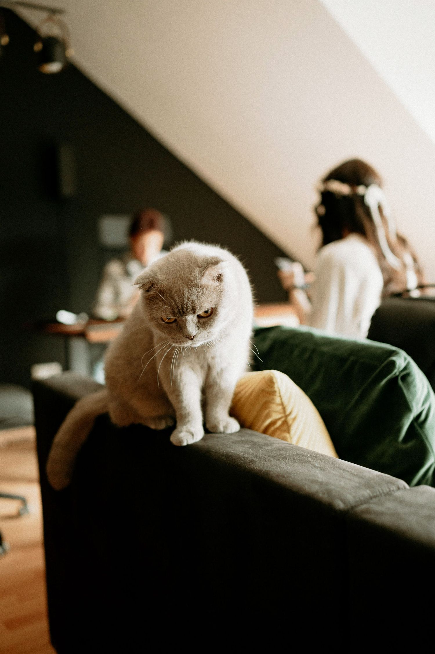 A white cat lounges peacefully on a dark green couch in soft lighting.