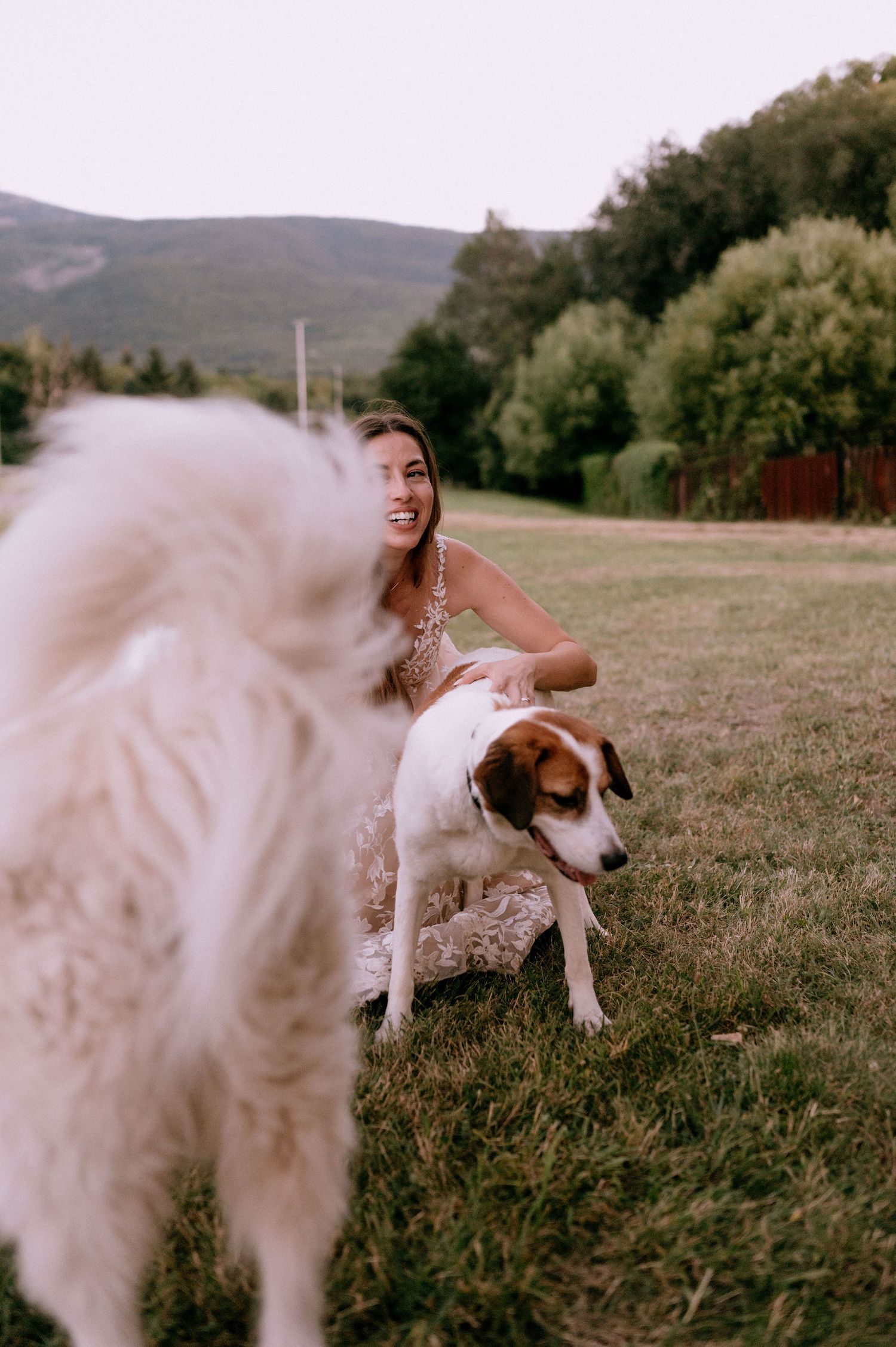 Playful outdoor scene with a white dog and flowing lace wedding dress in a mountain field.