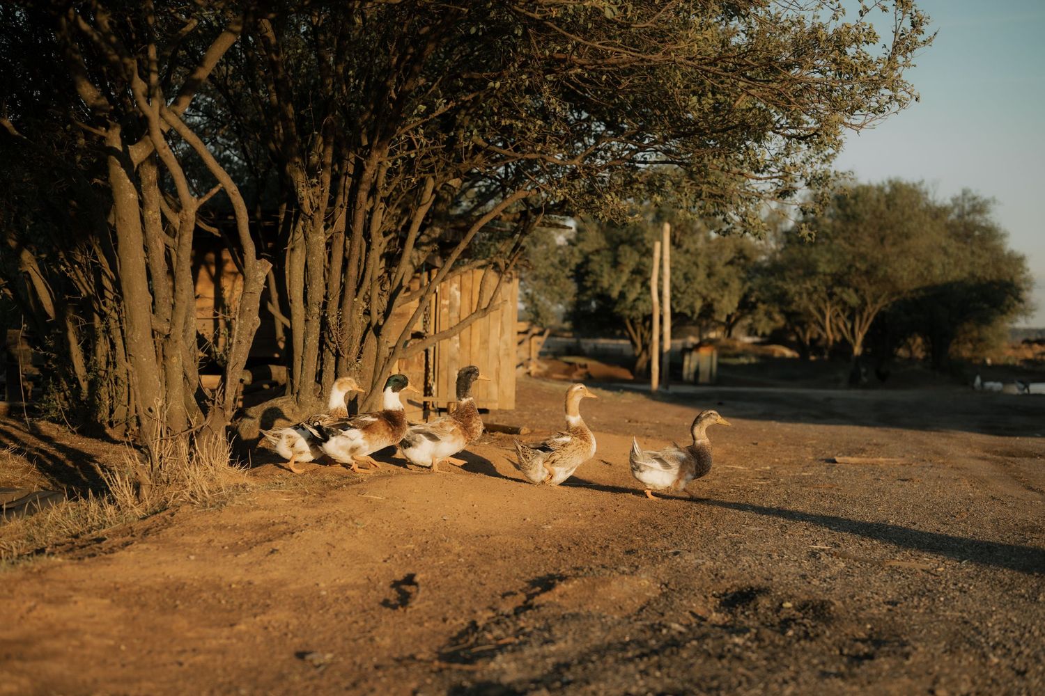Geese and ducks gather along a dirt path near trees during golden hour lighting.