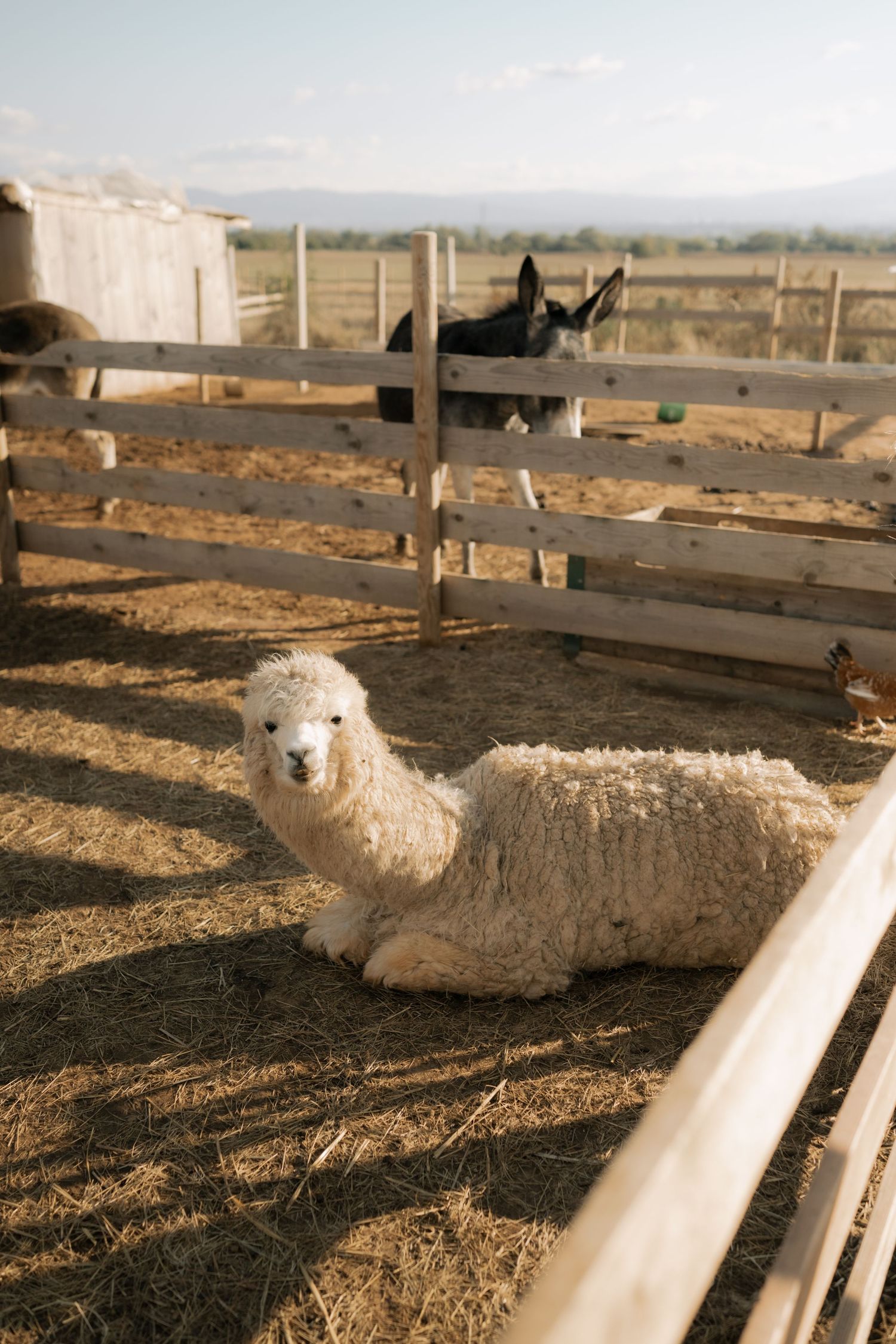A white sheep lies in a dusty paddock with wooden fence posts and dry terrain visible in the background.