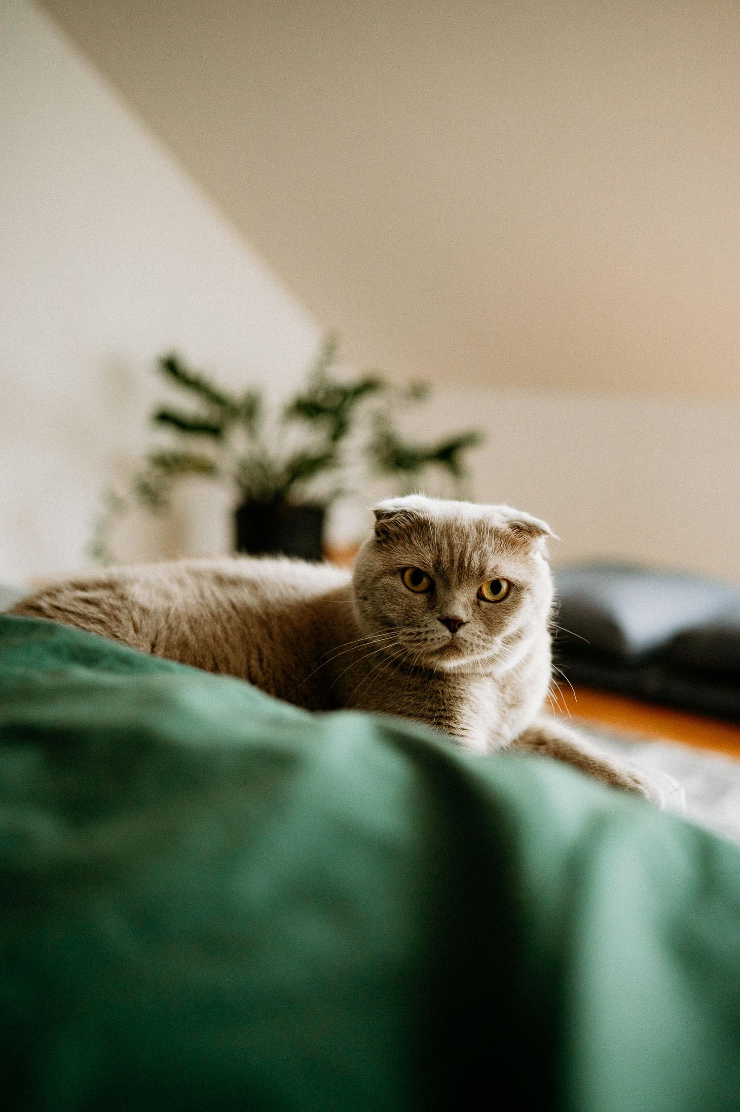 Scottish Fold cat peering over green bedding in a series of close-up shots.