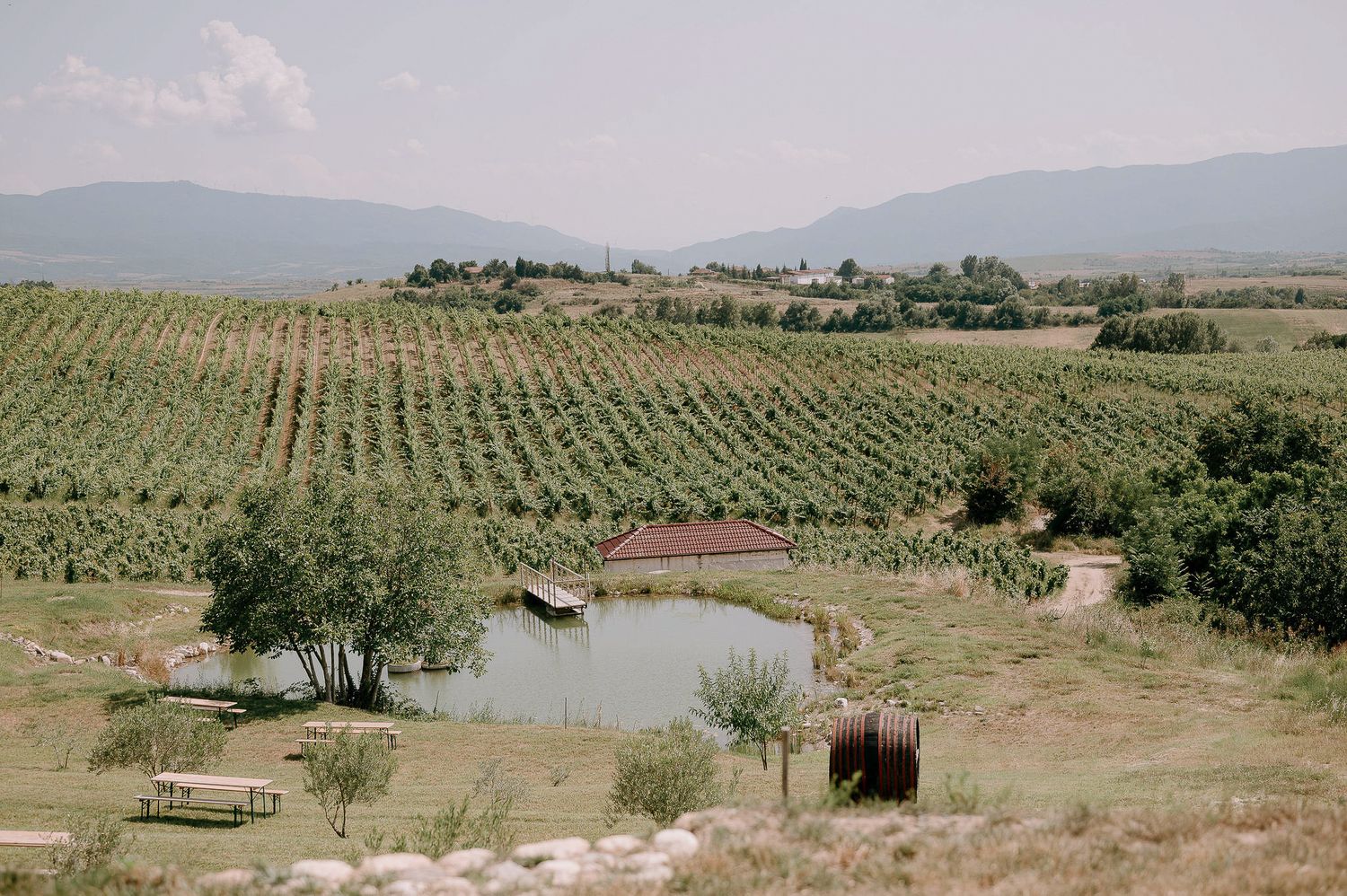 Scenic vineyard landscape with rolling hills and mountain views in the background.
