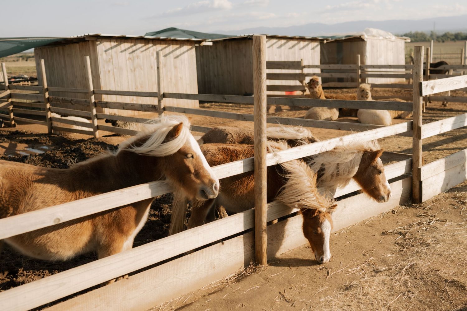 Horses lean over wooden fence rails at a ranch stable with covered stalls and mountains in the background.