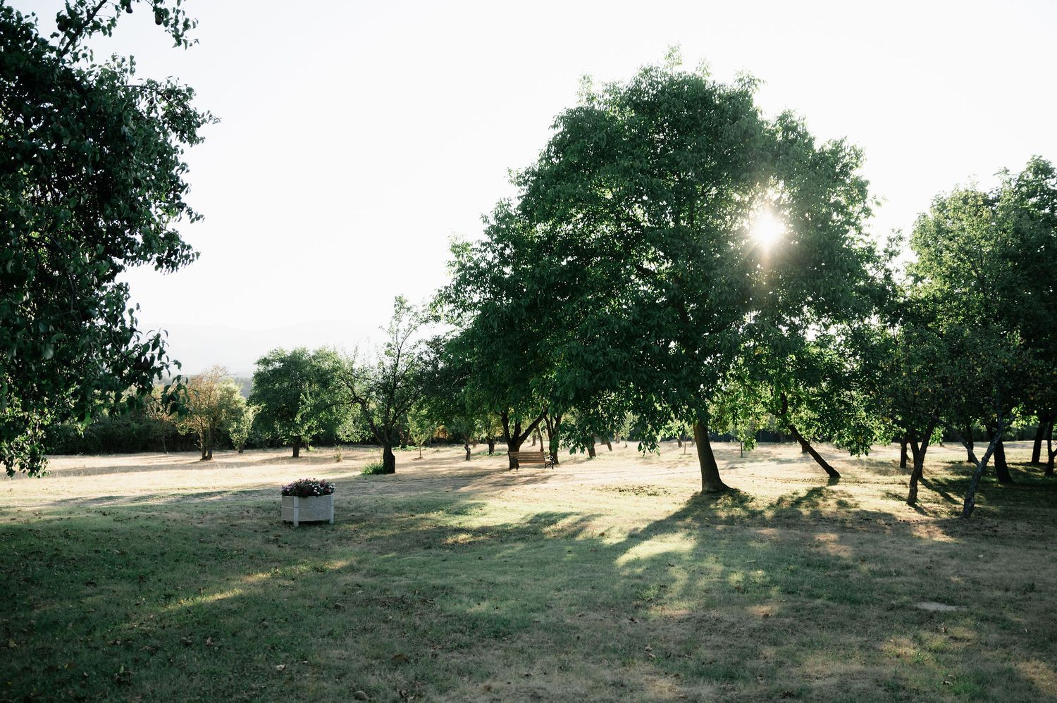 Scenic outdoor wedding venue with large trees and white tents set up on rolling hills at sunset.