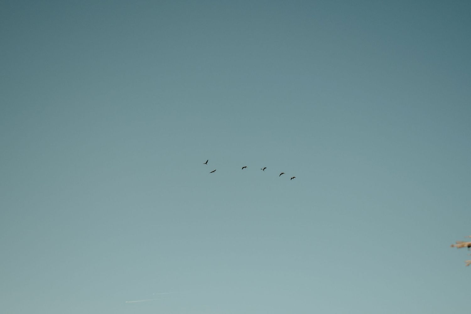 Flock of birds soar through a tranquil turquoise sky in a minimalist nature scene.