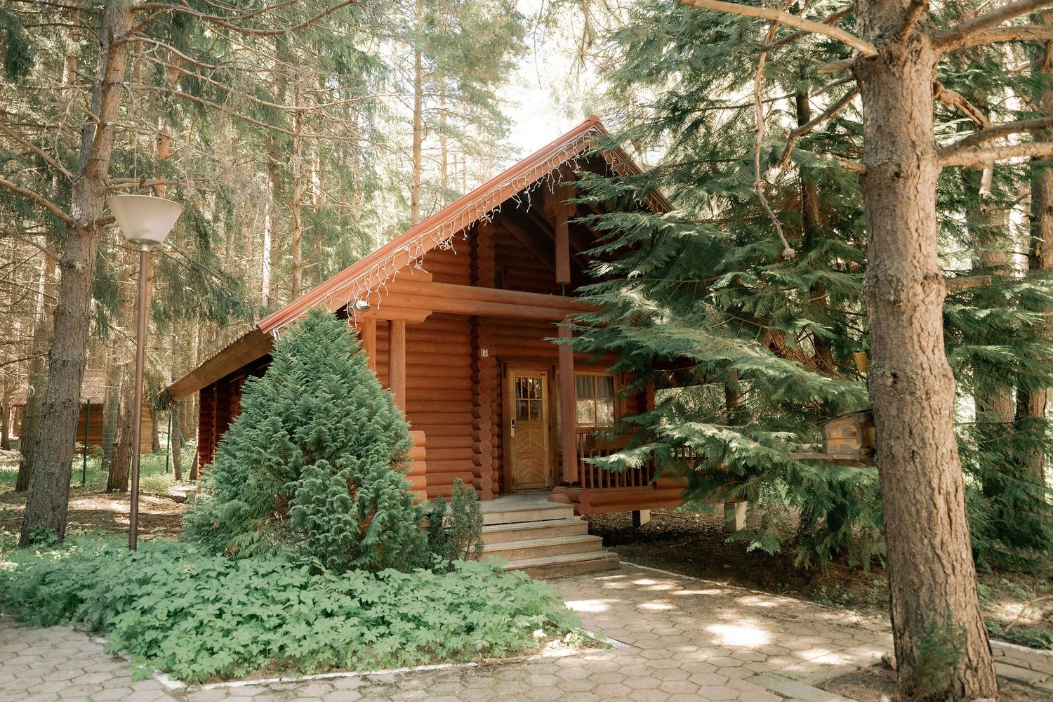Rustic log cabin surrounded by tall pine trees and lush green shrubs in a serene forest setting.