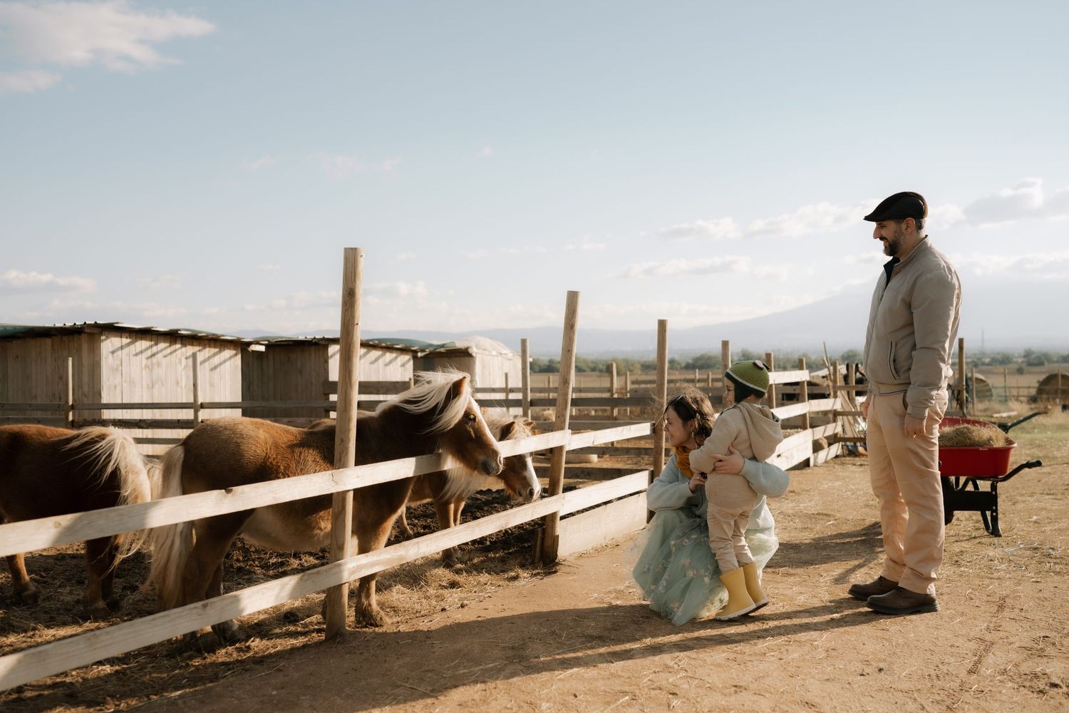 A panoramic sequence of cattle in a wooden corral with mountains visible in the background on a cloudy day.