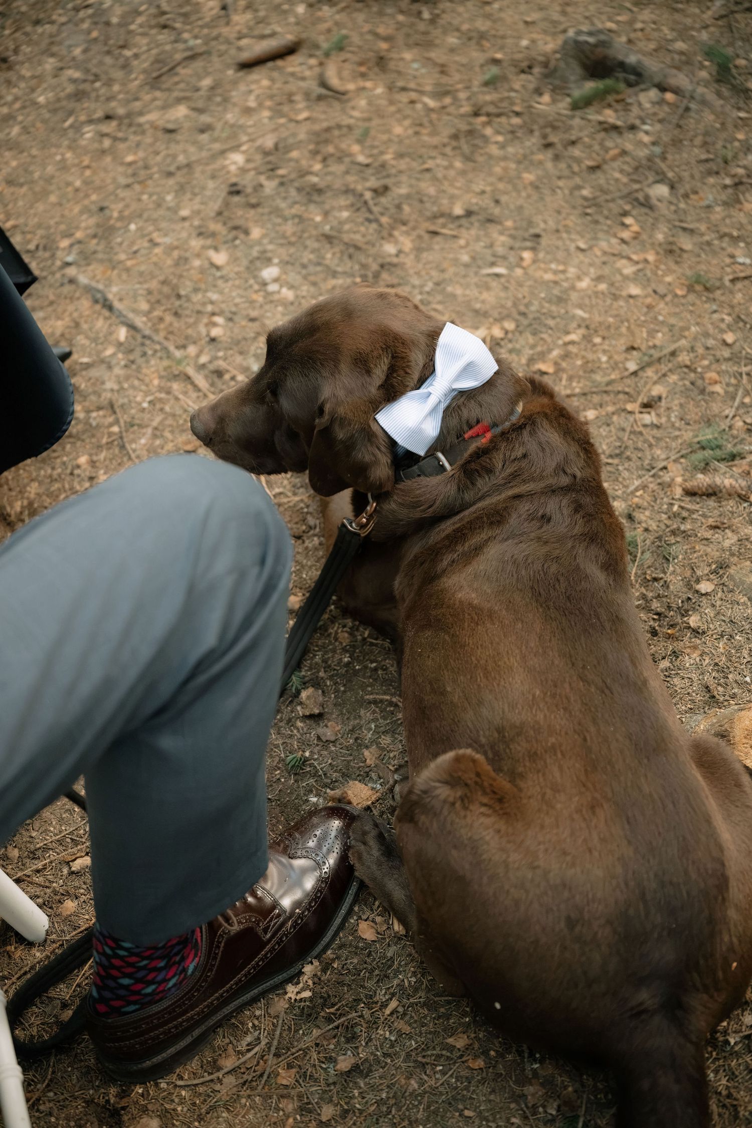 Chocolate Labrador dog wearing a white bow tie sitting on dirt ground next to a person in gray pants and brown dress shoes.
