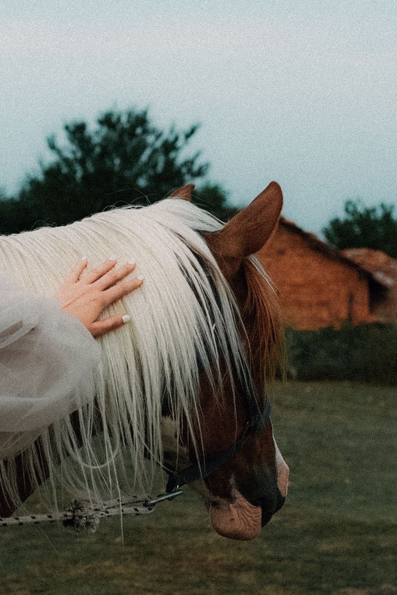 A chestnut horse with a striking white mane stands in a field during dusk, with someone gently petting its head.