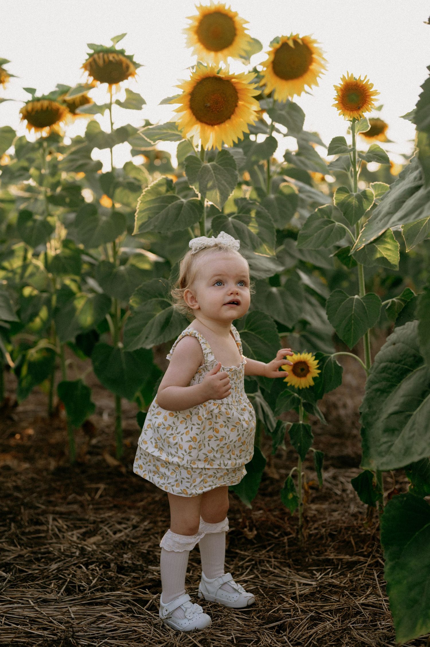 A toddler girl in a floral outfit and white knee socks stands in a sunflower field, reaching out to touch a bloom.