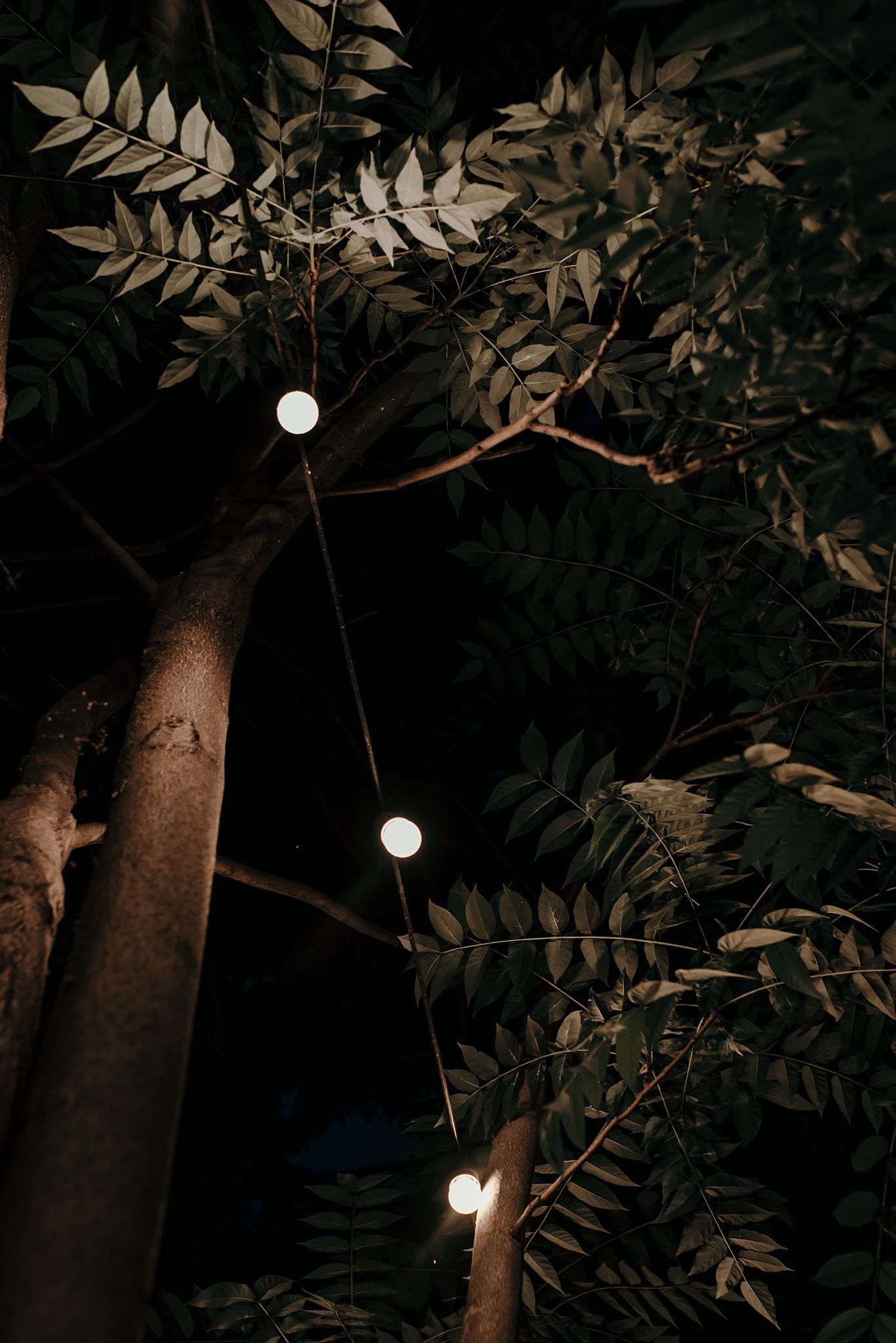 String lights illuminate dark branches and leaves at night creating a moody outdoor garden atmosphere.