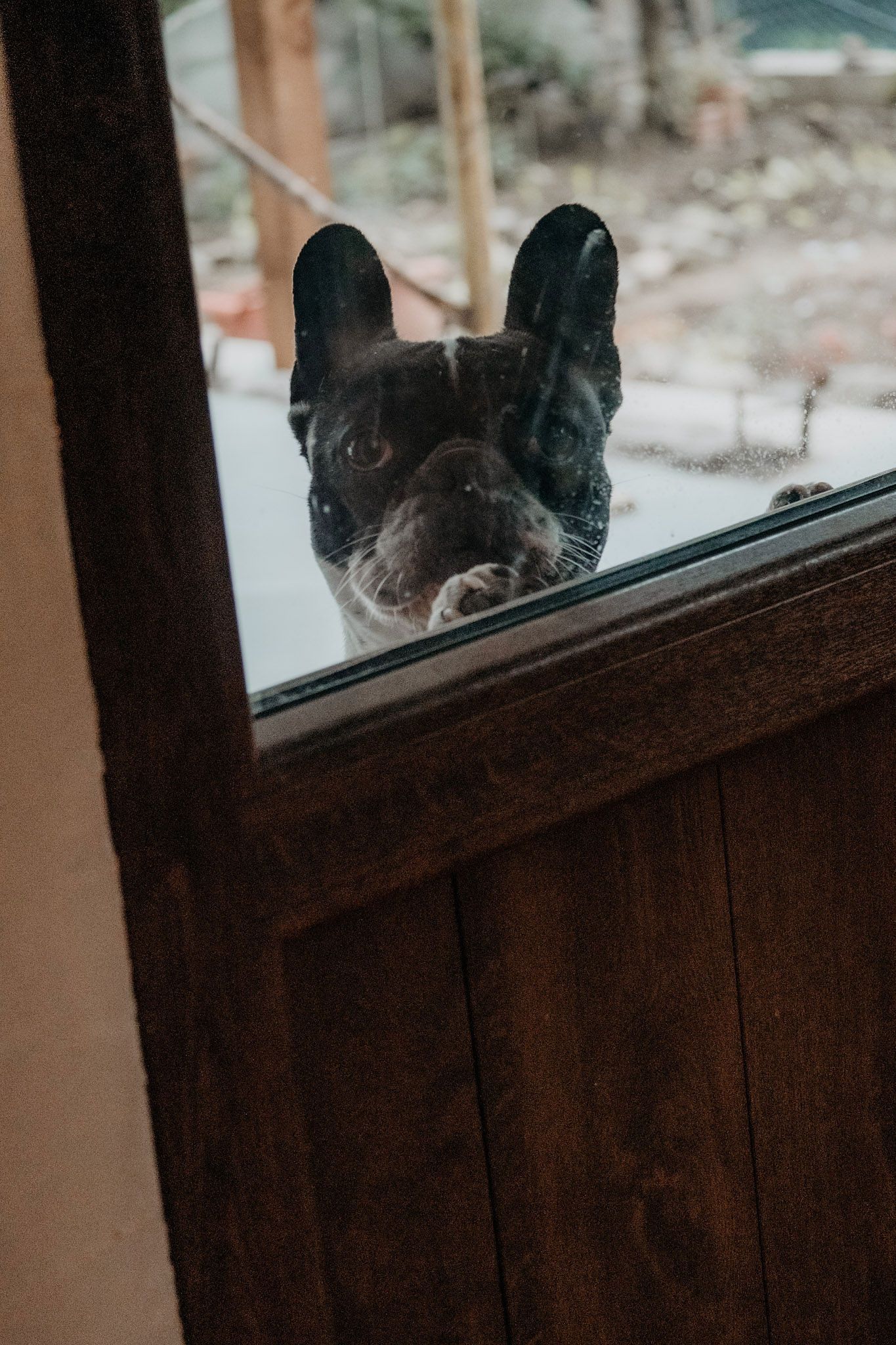 A curious black cat peeks through a window from outside, its face partially visible in a sequence of similar views.
