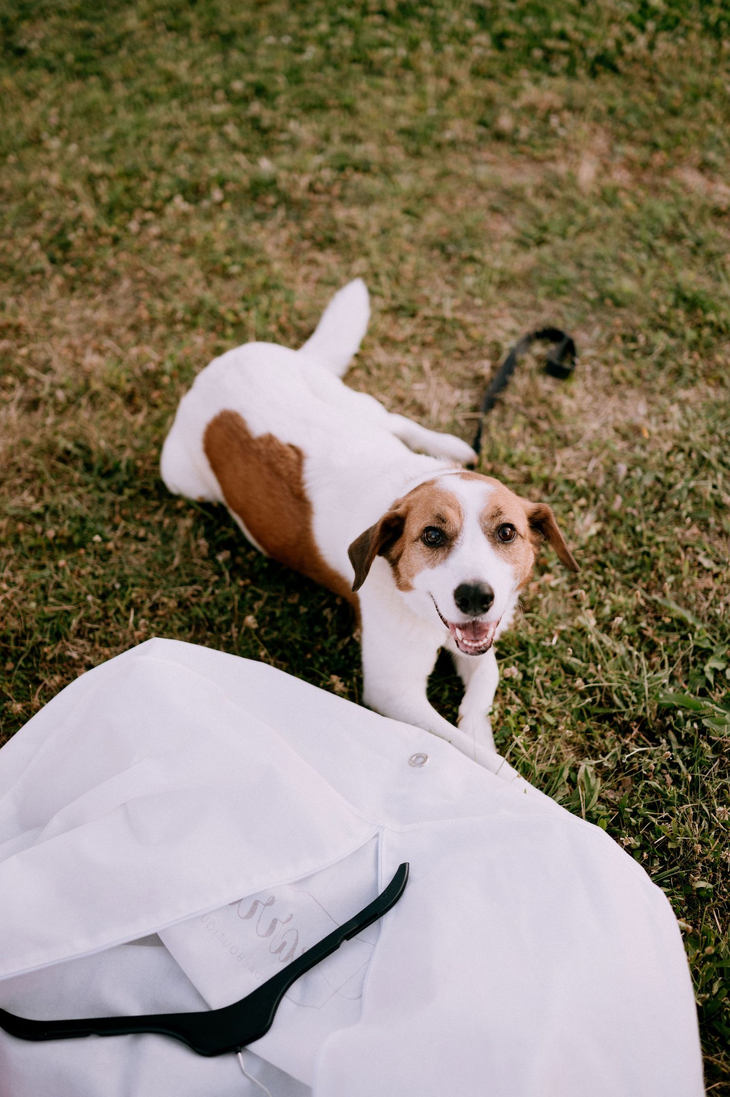 A brown and white dog lies playfully on white fabric outdoors.