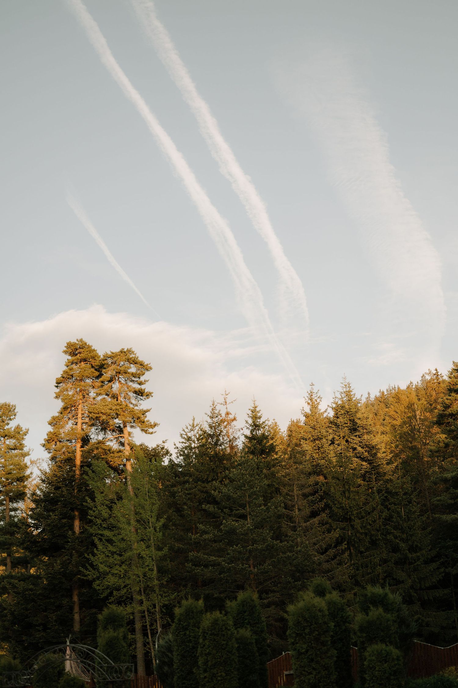 Tall evergreen pine trees against a pale blue sky with multiple white airplane contrails crossing overhead in a forest setting.
