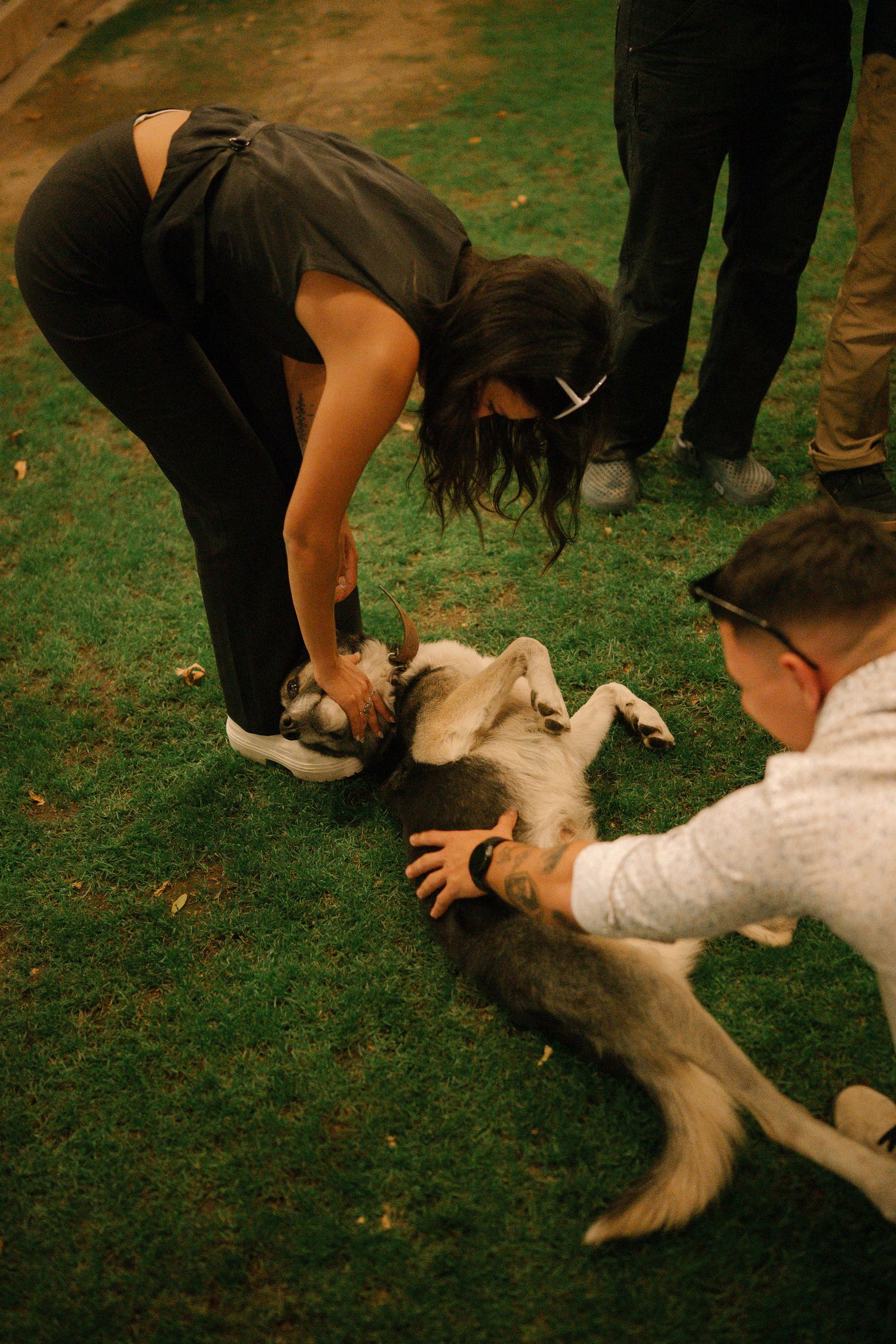 People petting and playing with a happy dog lying on its back on grass outdoors.