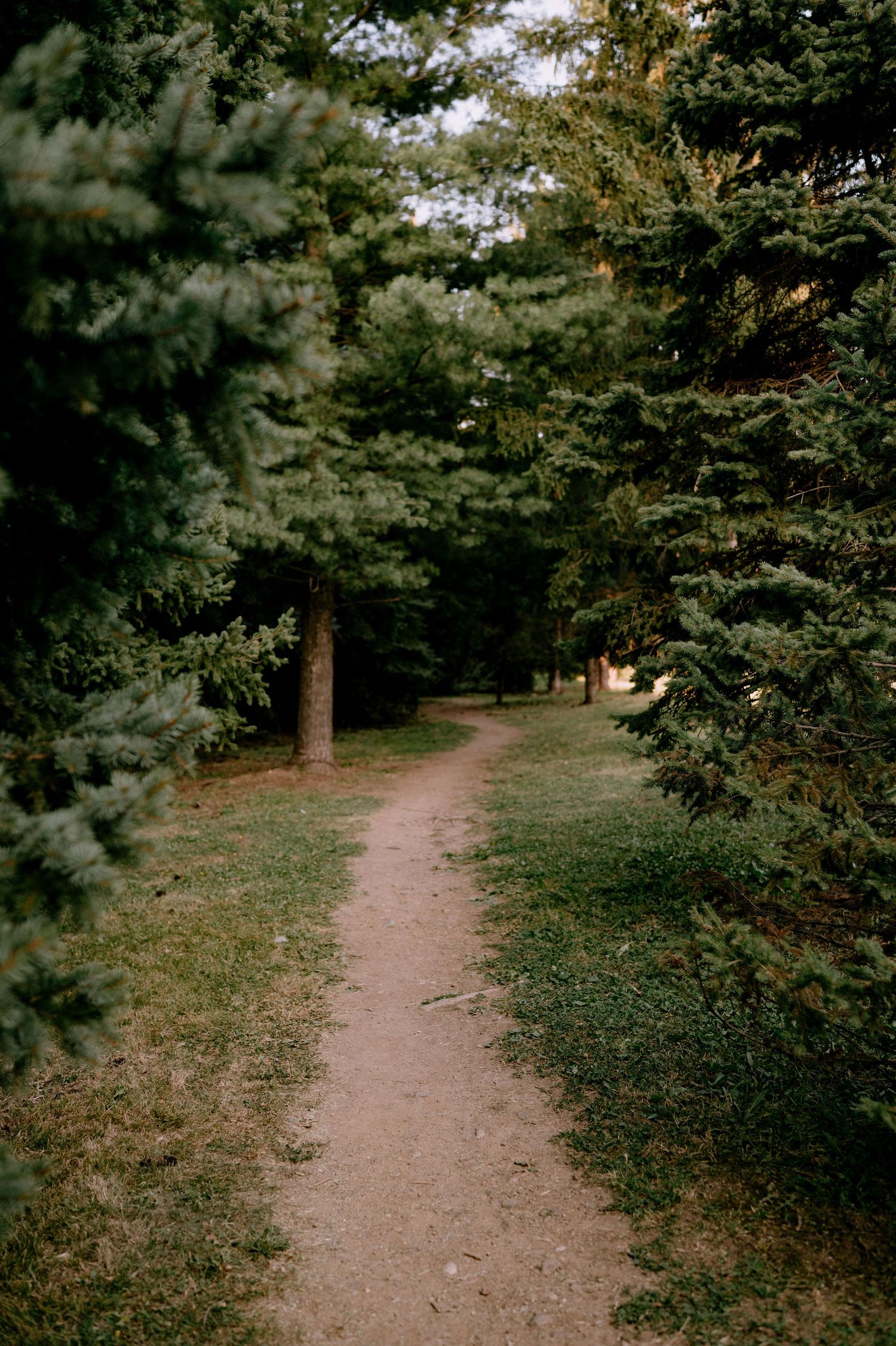 A winding dirt path through a wooded park area with evergreen trees.