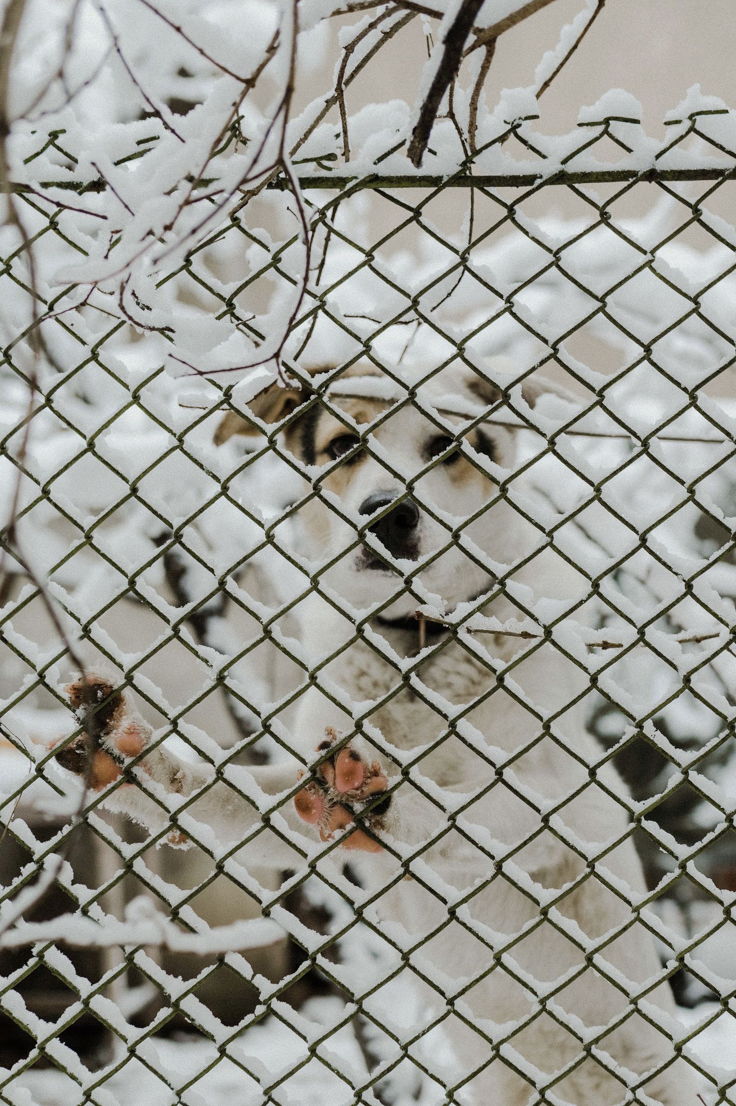 Snow covered chain link fence creates geometric winter pattern with white frost and brown leaves.