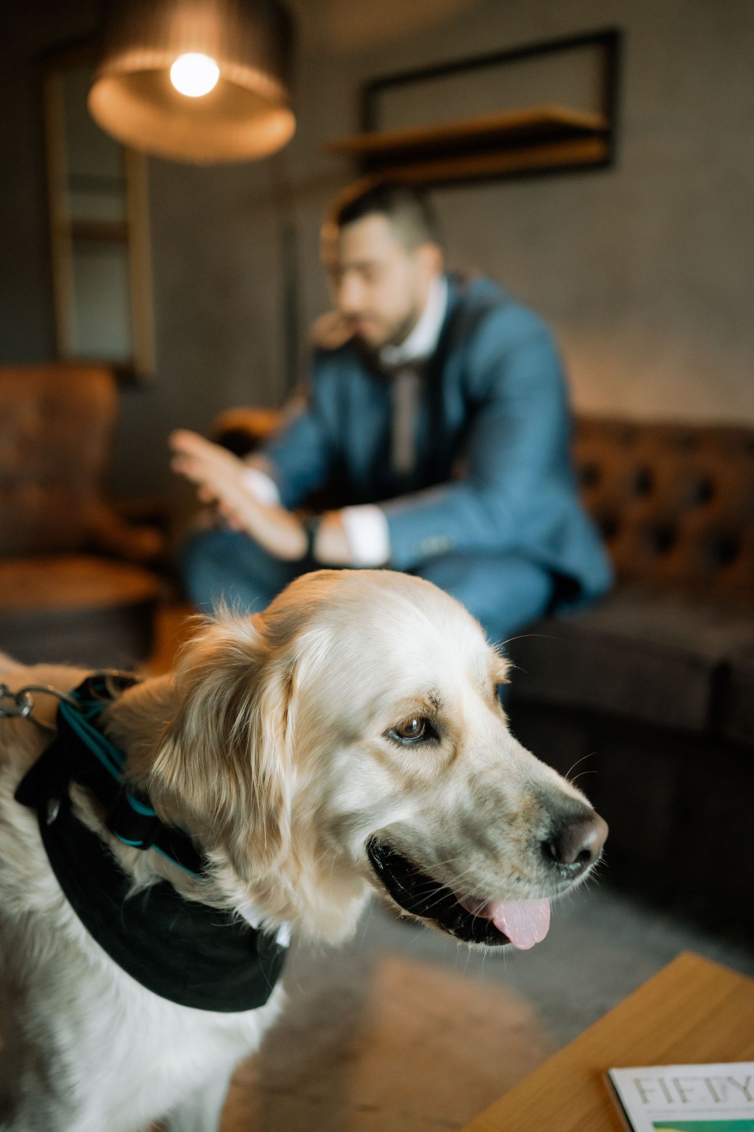White dog with long fur looks attentively to the side while sitting at a table in a dimly lit restaurant setting.