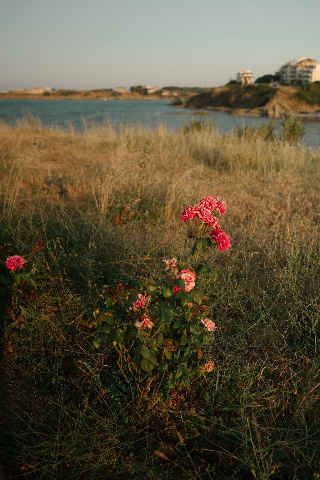 Pink wildflowers bloom against dry grass along a coastal landscape at sunset.