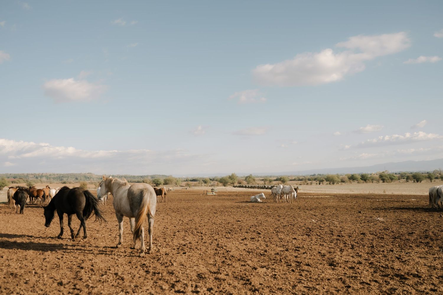 A herd of camels walks across a vast desert landscape under a bright blue sky with scattered clouds.