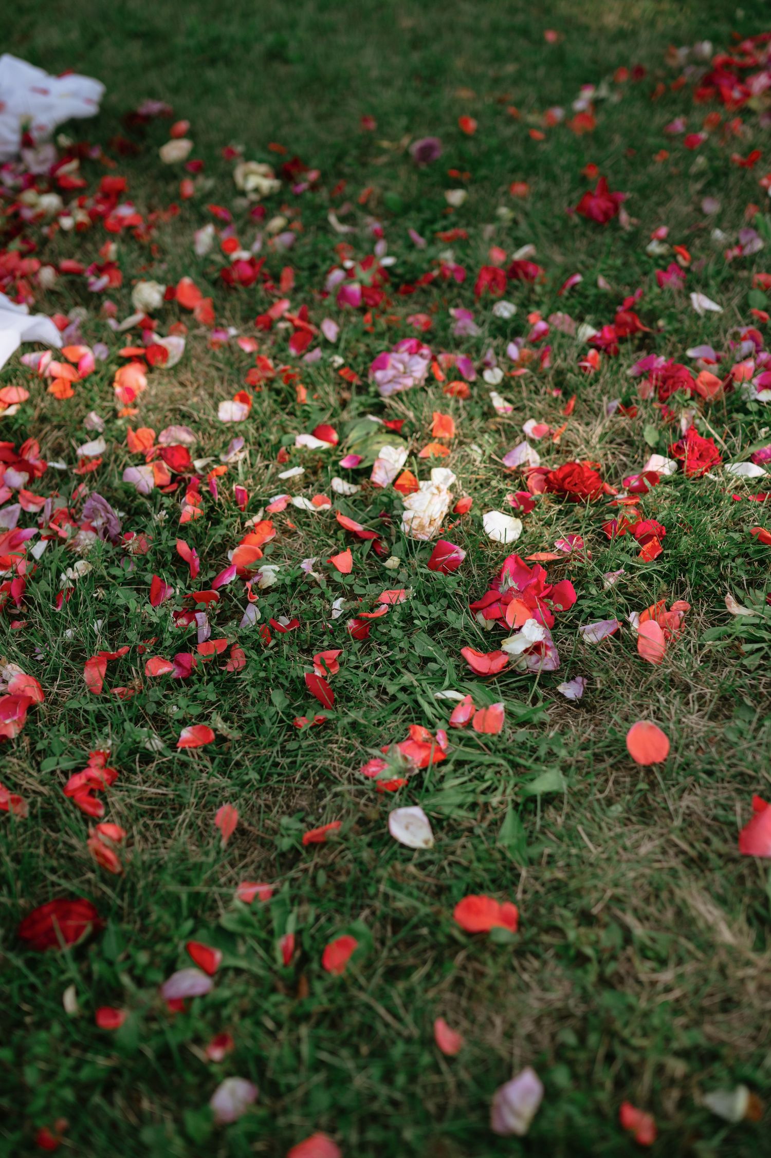 Pink and red rose petals scattered across green grass creating a romantic outdoor setting.