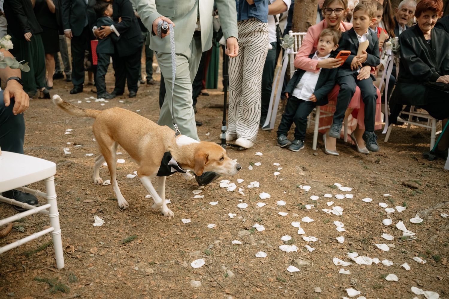 A golden dog wearing a bow tie carries flower petals down an outdoor wedding aisle as guests watch and smile.