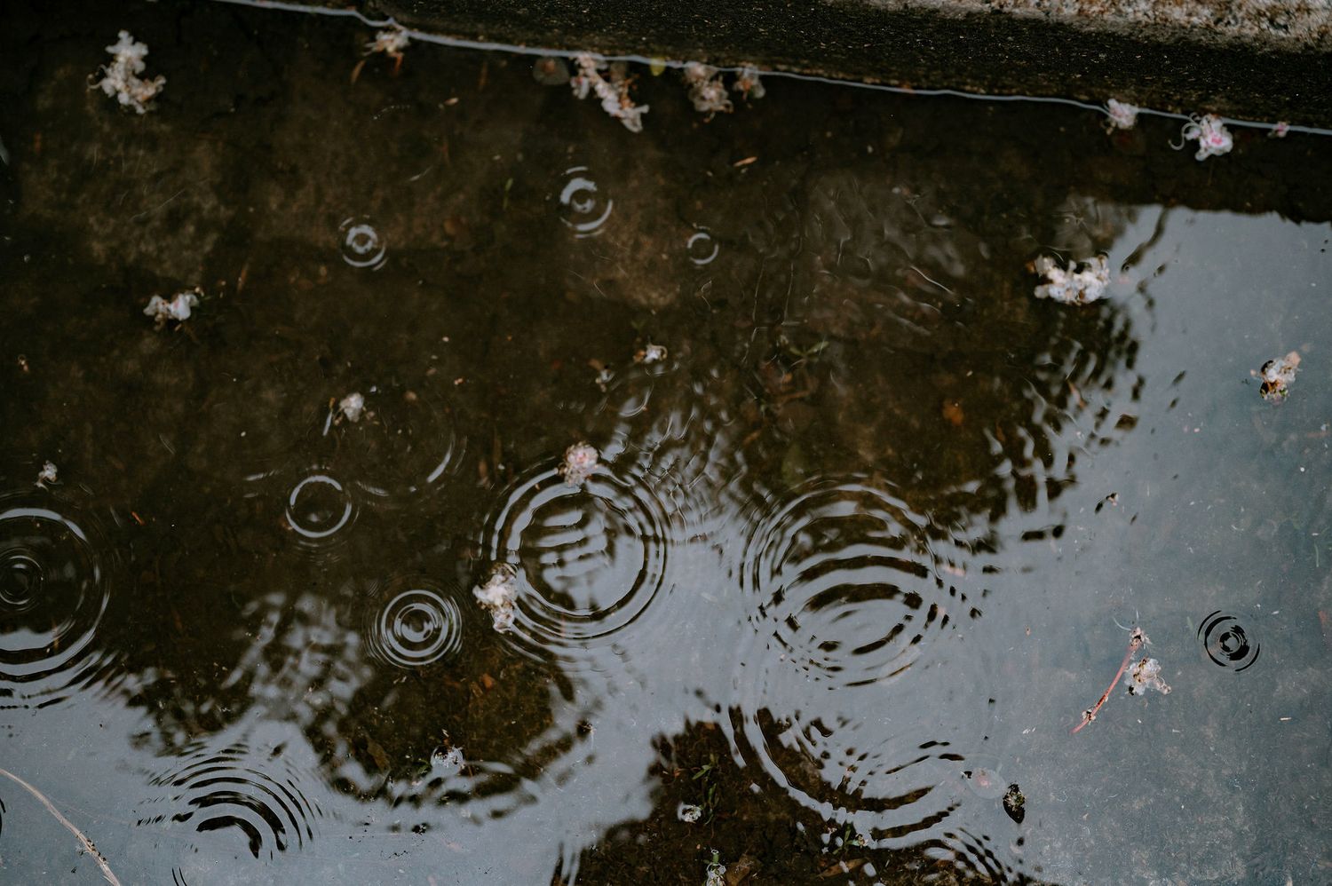 Raindrops create circular ripples in a dark reflective puddle of water.