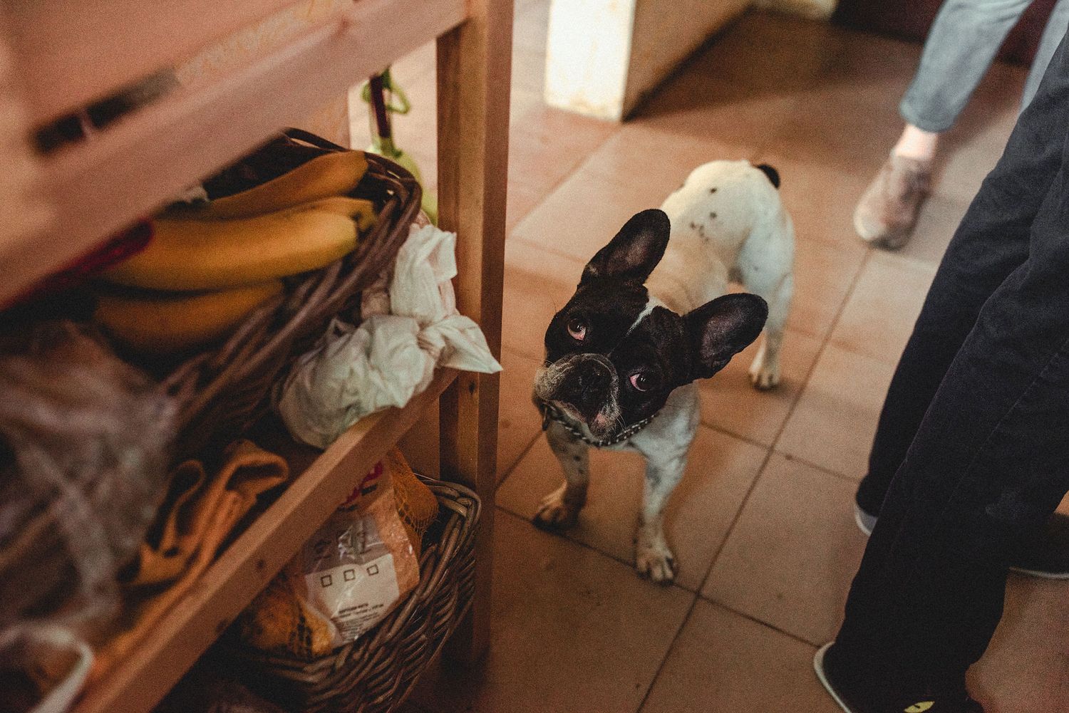 A Boston Terrier dog walks through a tiled hallway next to wooden furniture and walls.