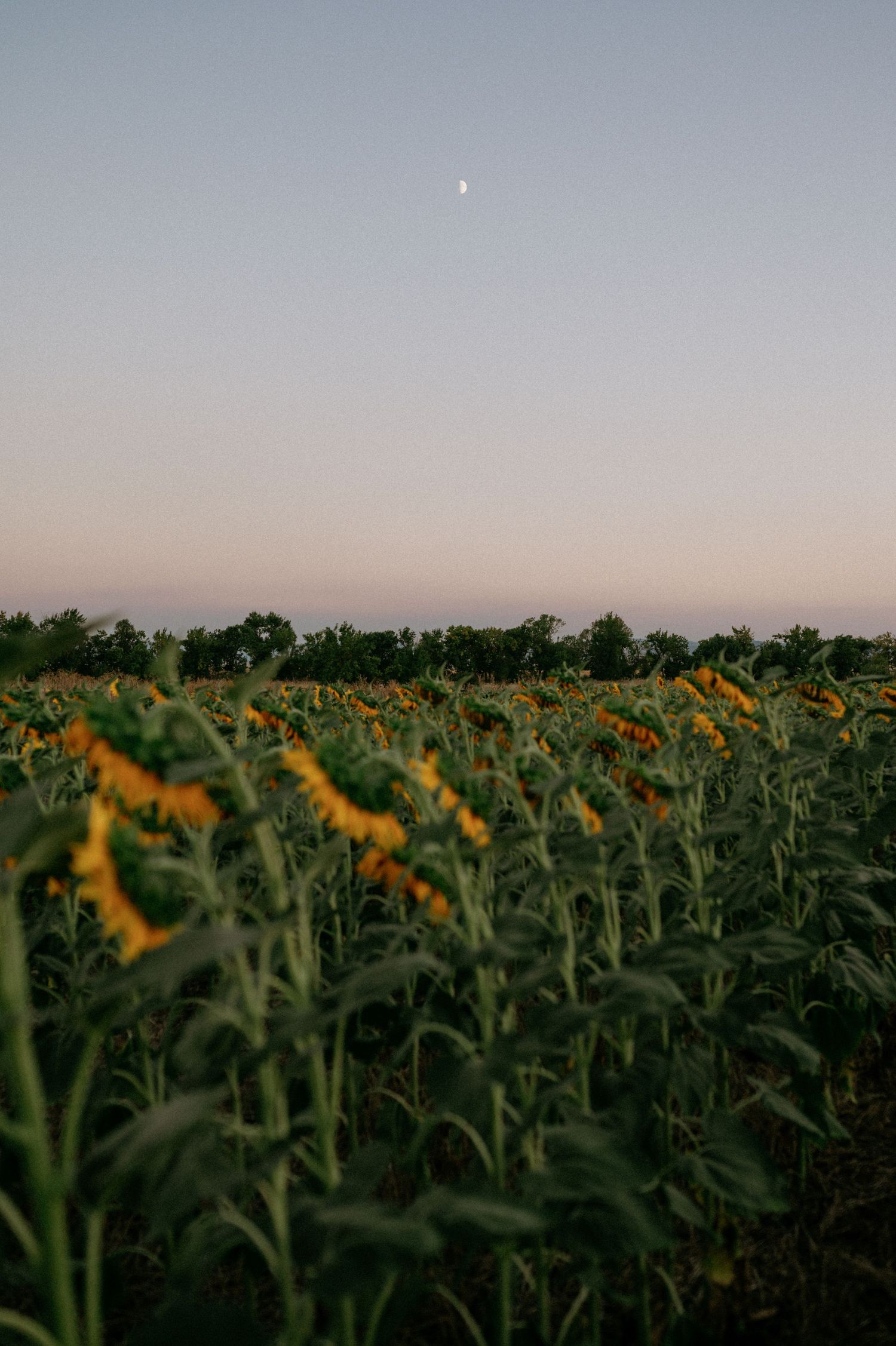 A vast sunflower field at dusk with a crescent moon visible in the soft pastel sky above distant trees.