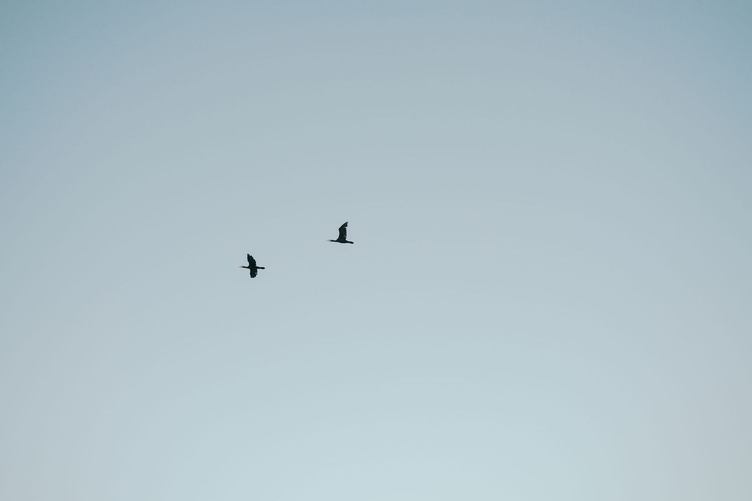 A row of six minimalist photographs showing birds flying against a pale blue sky background.