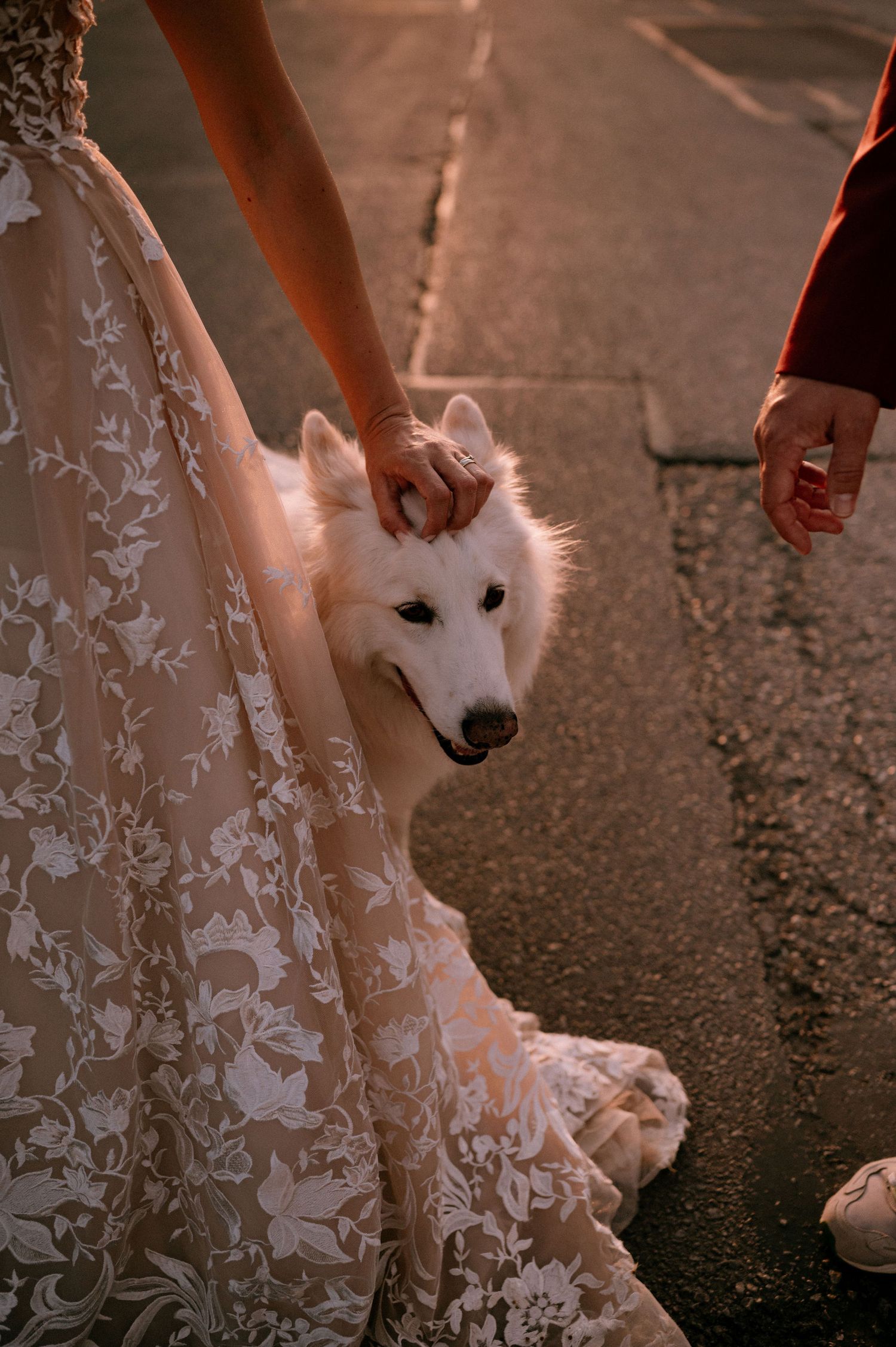 White dog looks up at camera while standing near someone wearing a floral dress at sunset.
