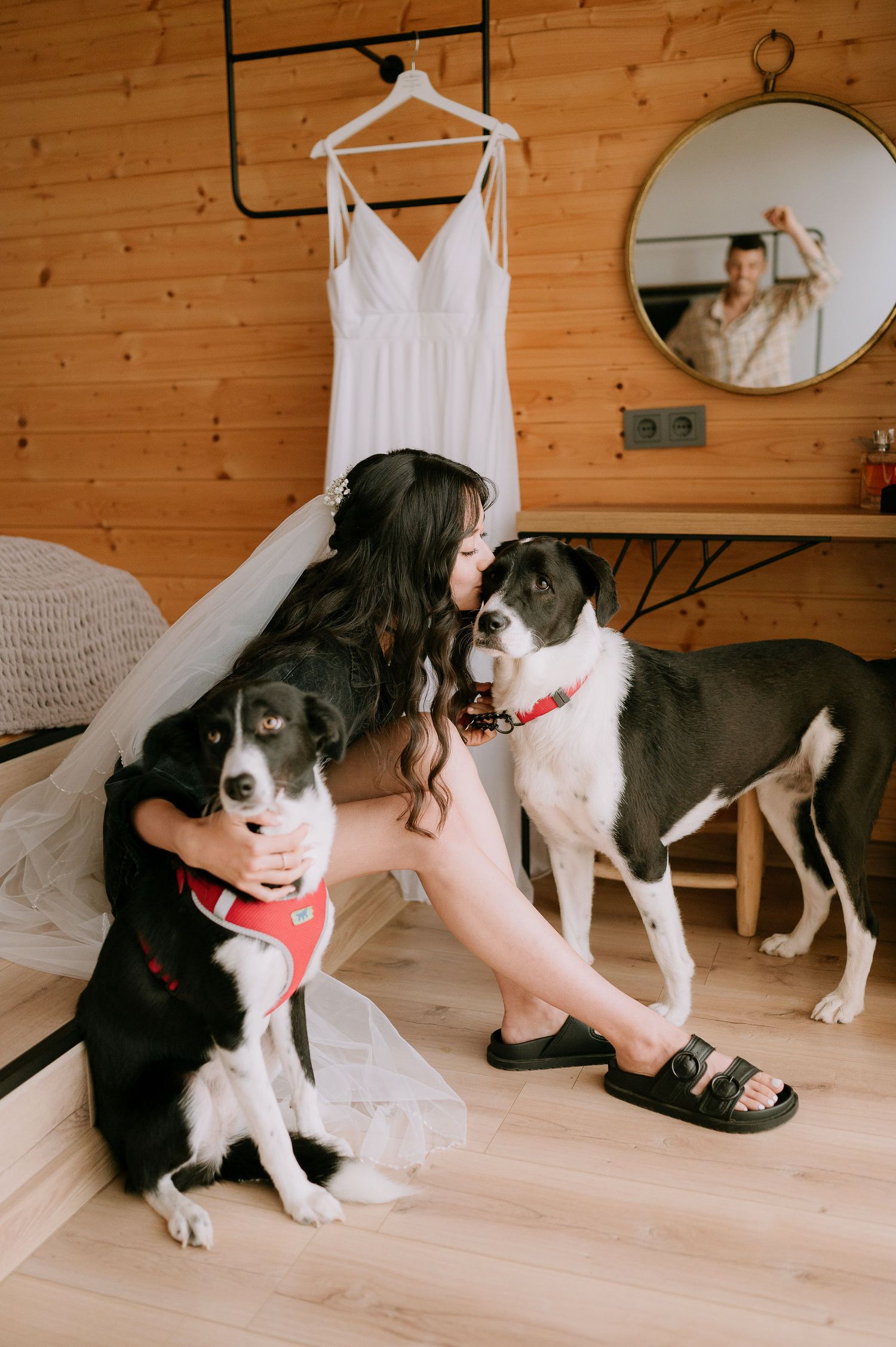 A border collie dog interacts playfully with someone sitting on wooden floors near a white dress.