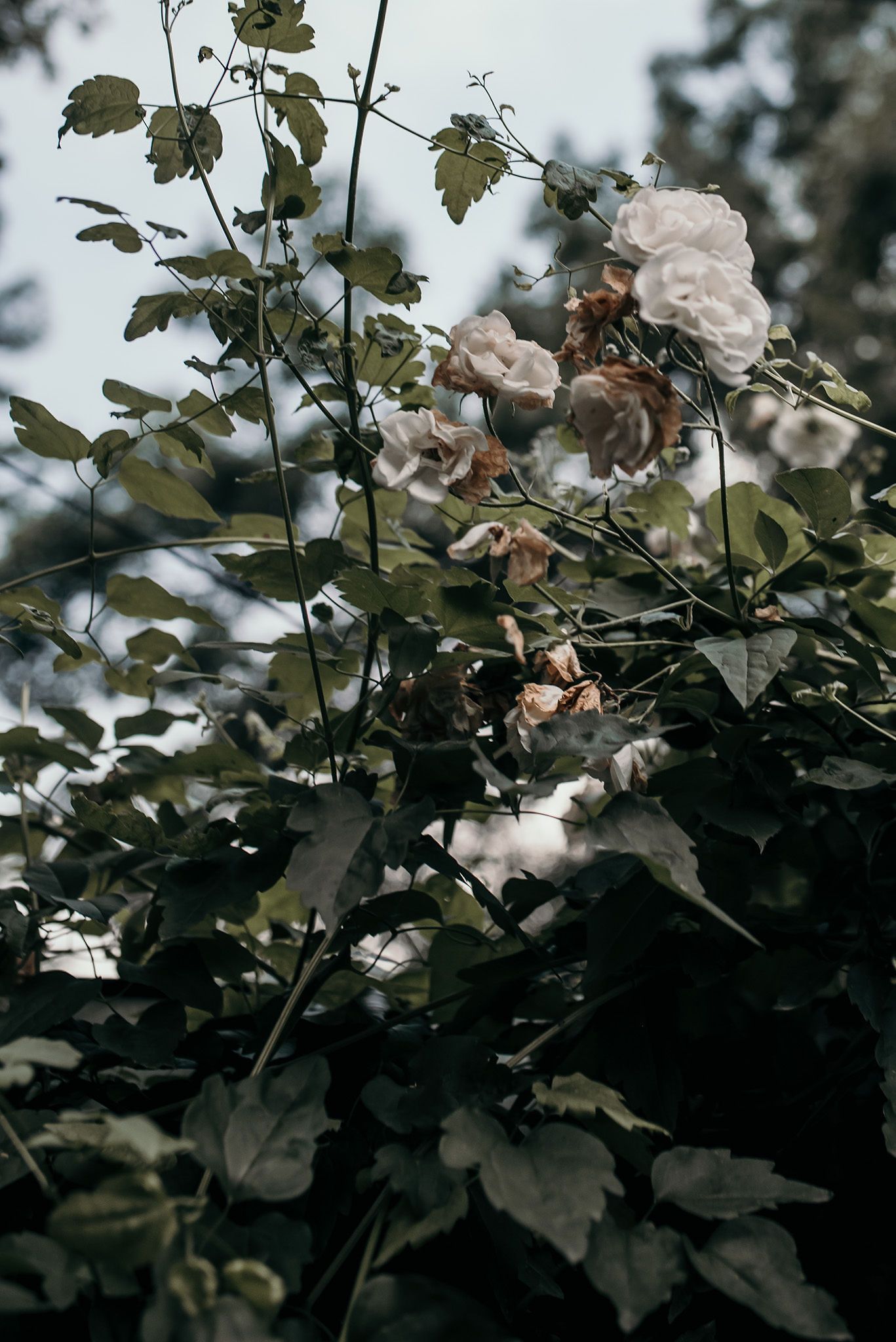Delicate white roses blooming against dark foliage in natural garden setting.