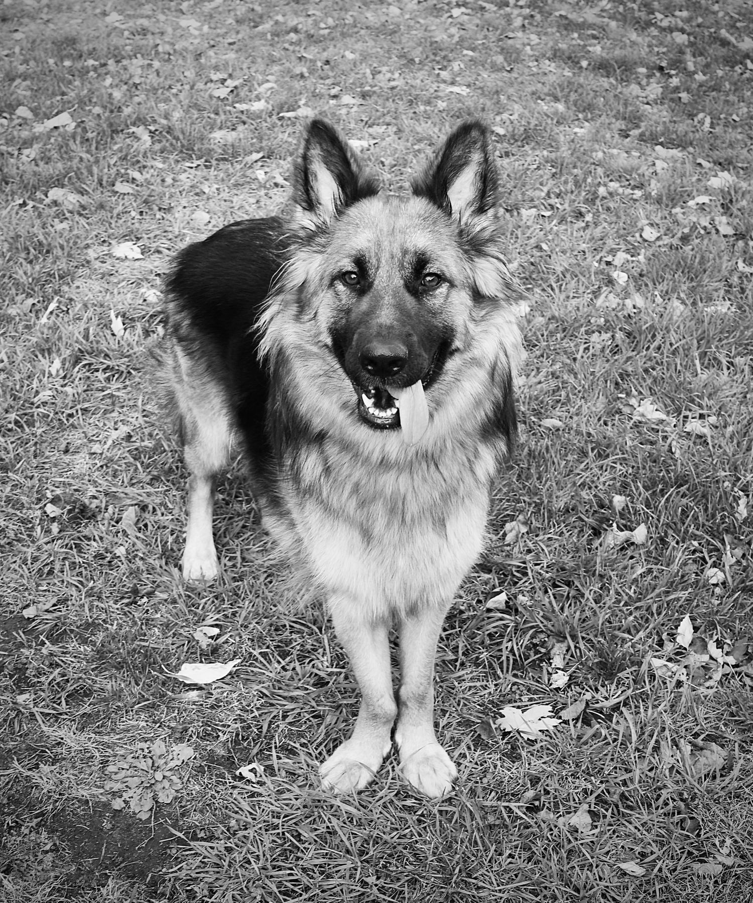 German Shepherd in black and white
