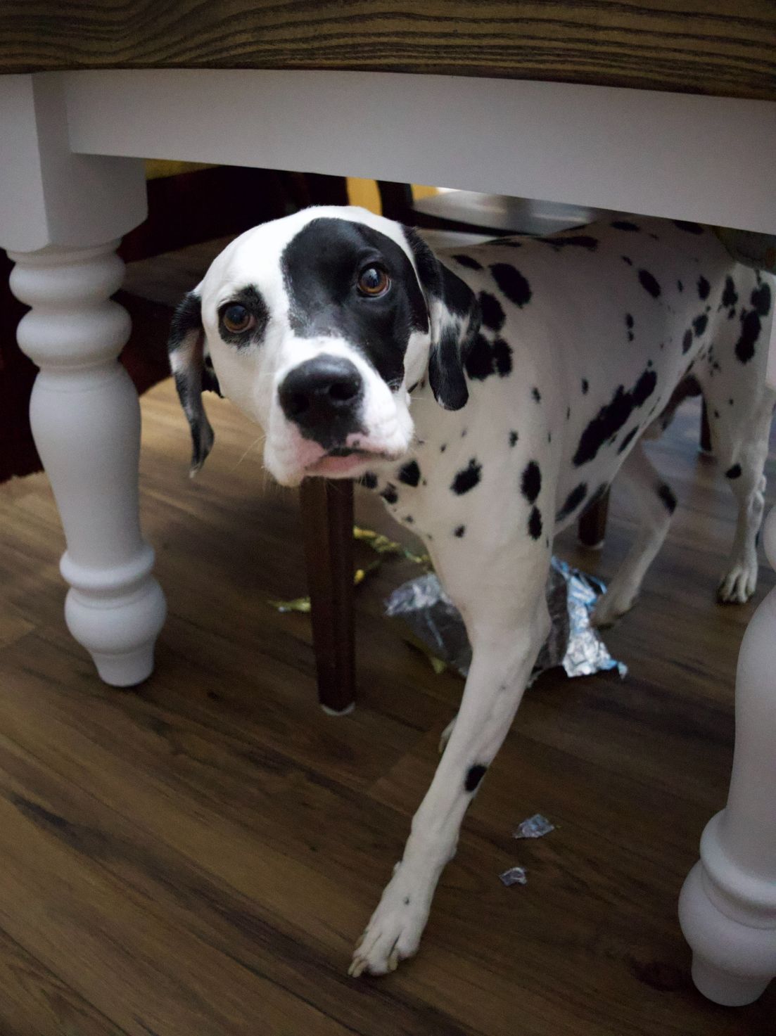 Dalmatian