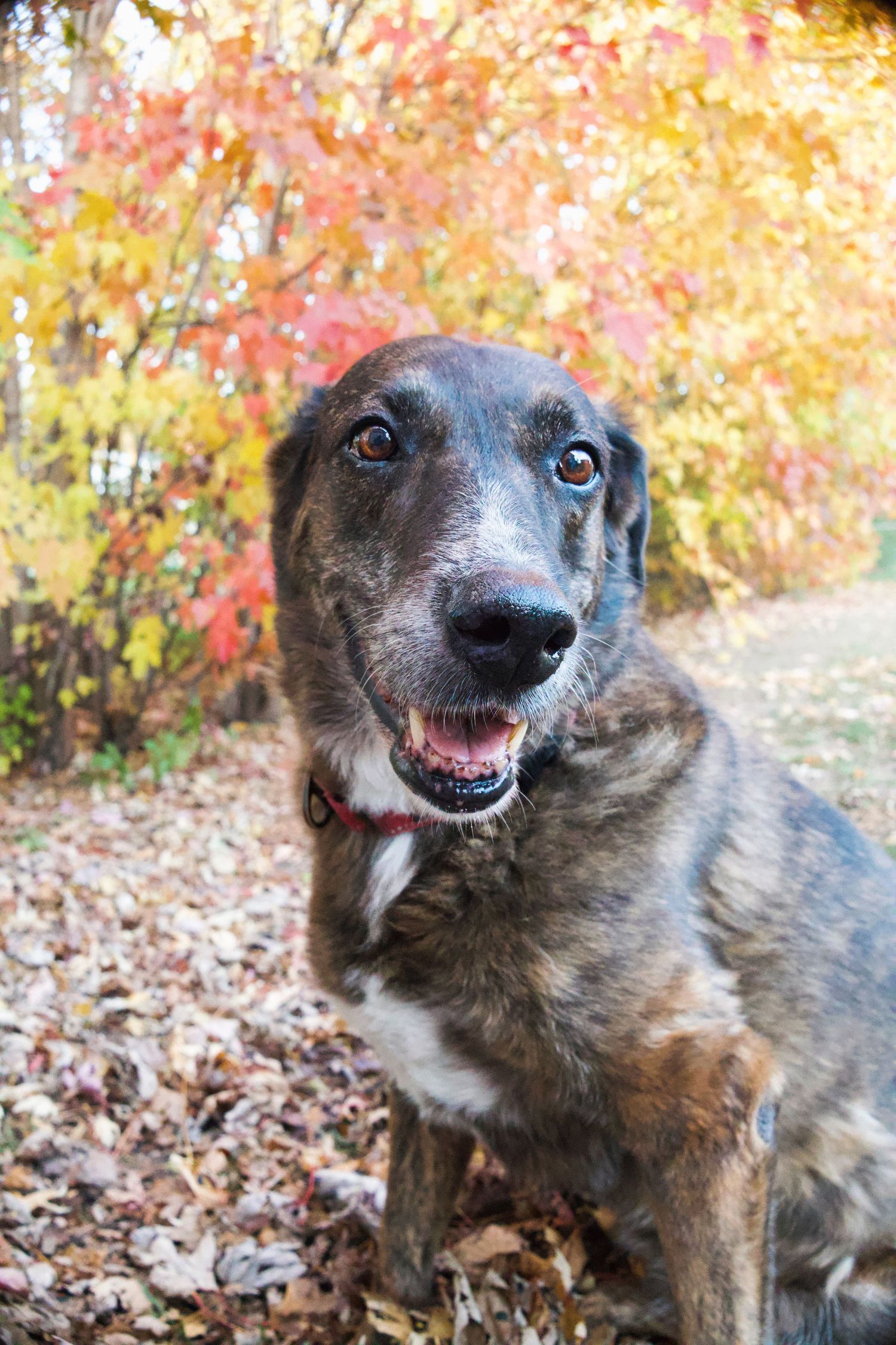 German Shepherd mix