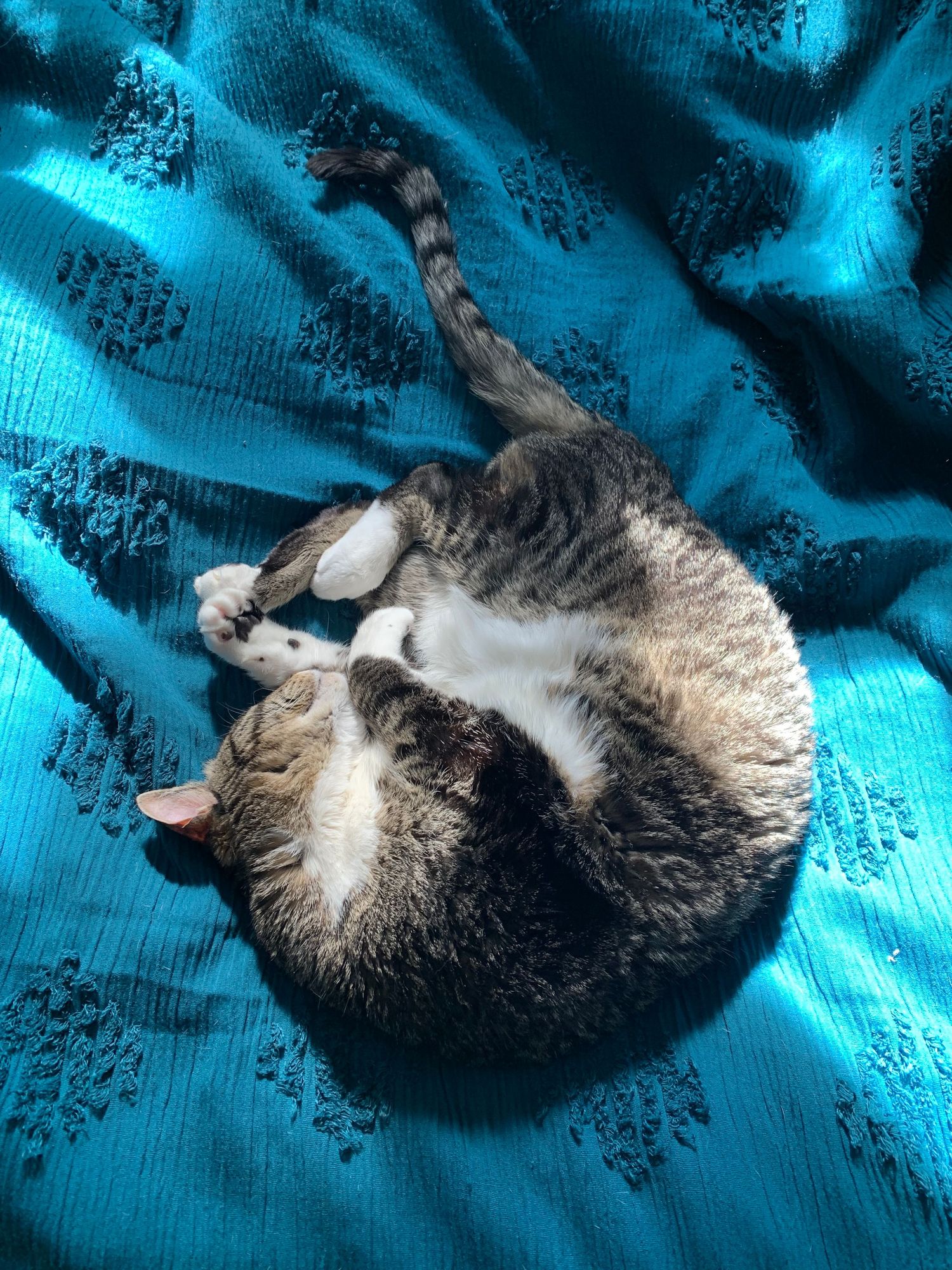 Cat sleeping