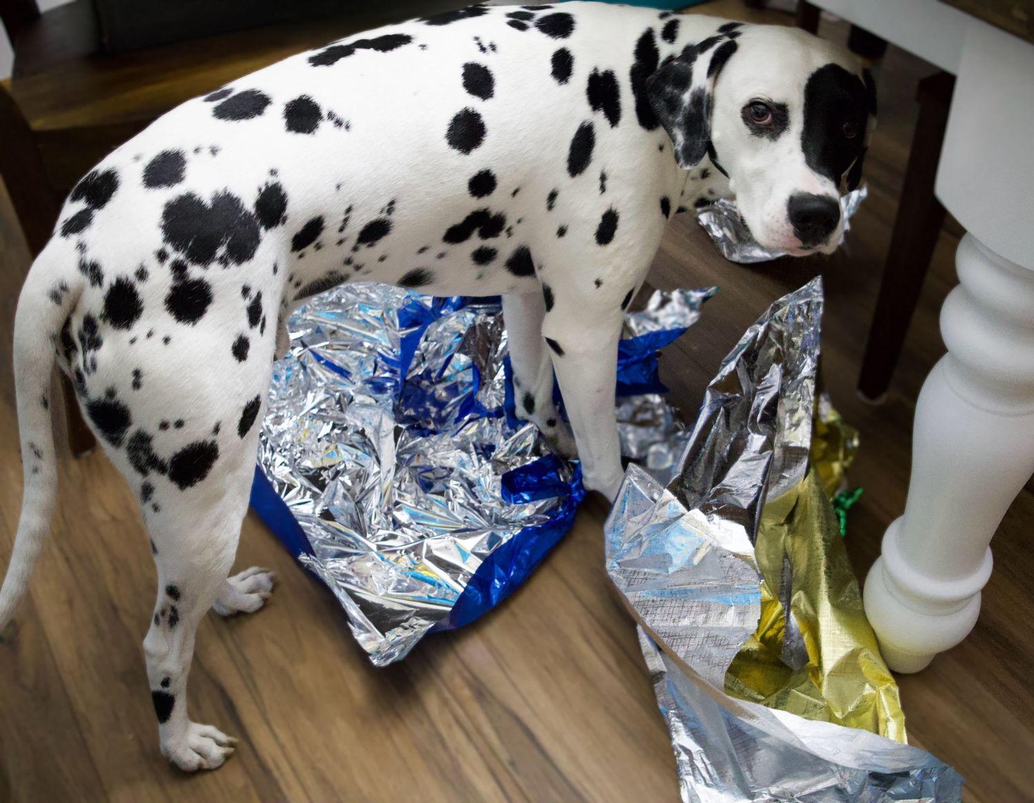 Dalmatian
