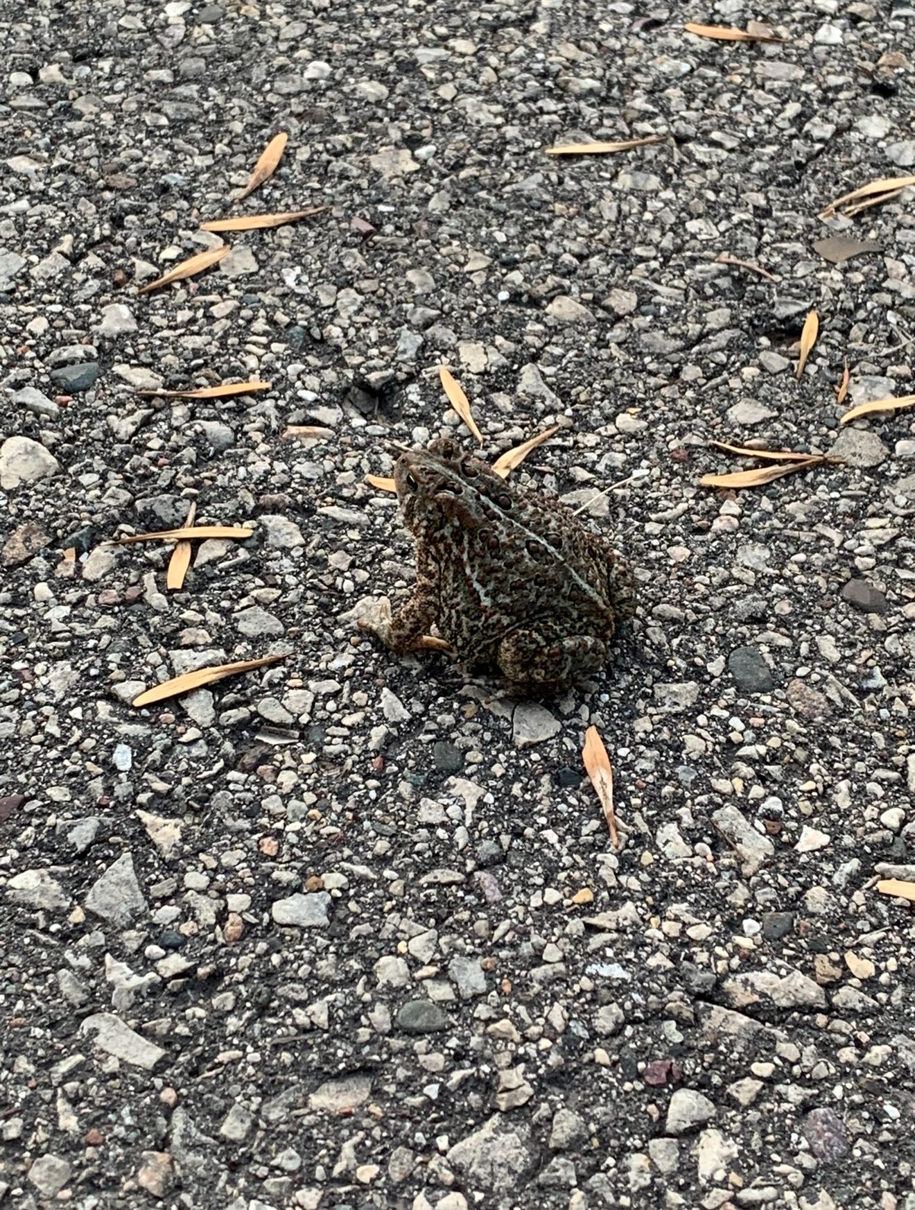 Toad