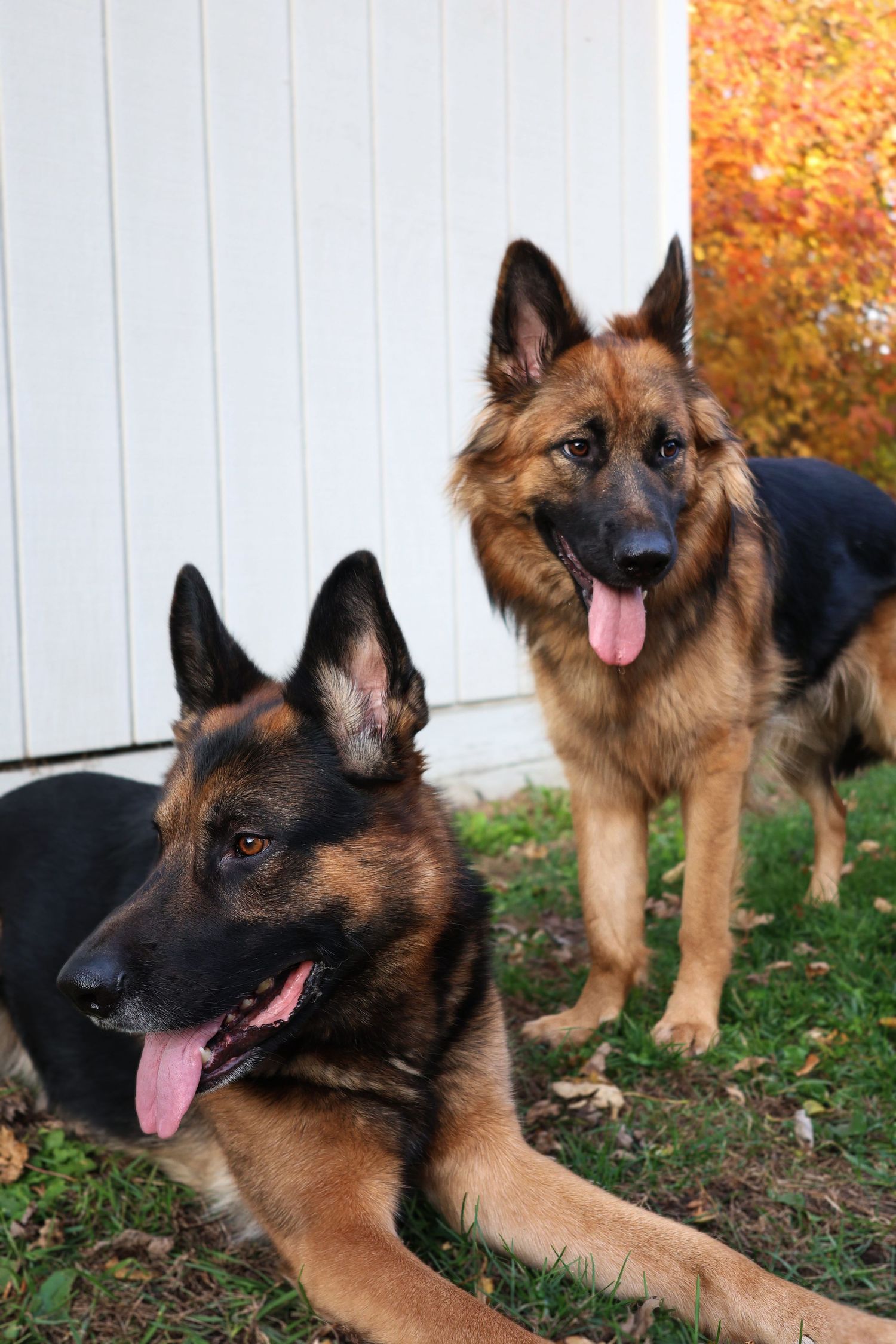 2 German Shepherd siblings