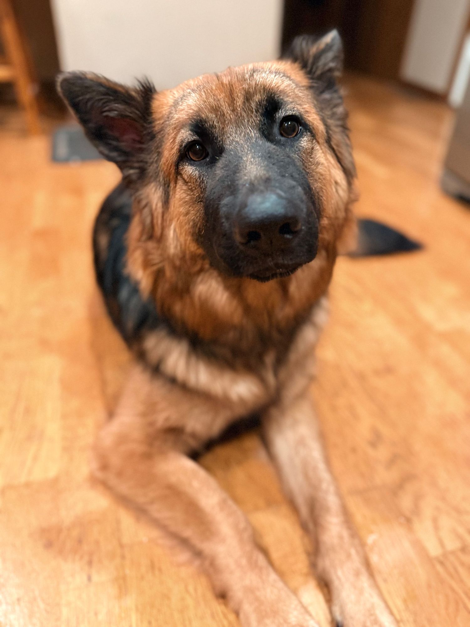 German Shepherd