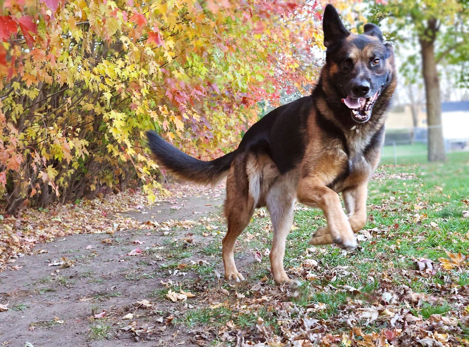 German Shepherd jumping