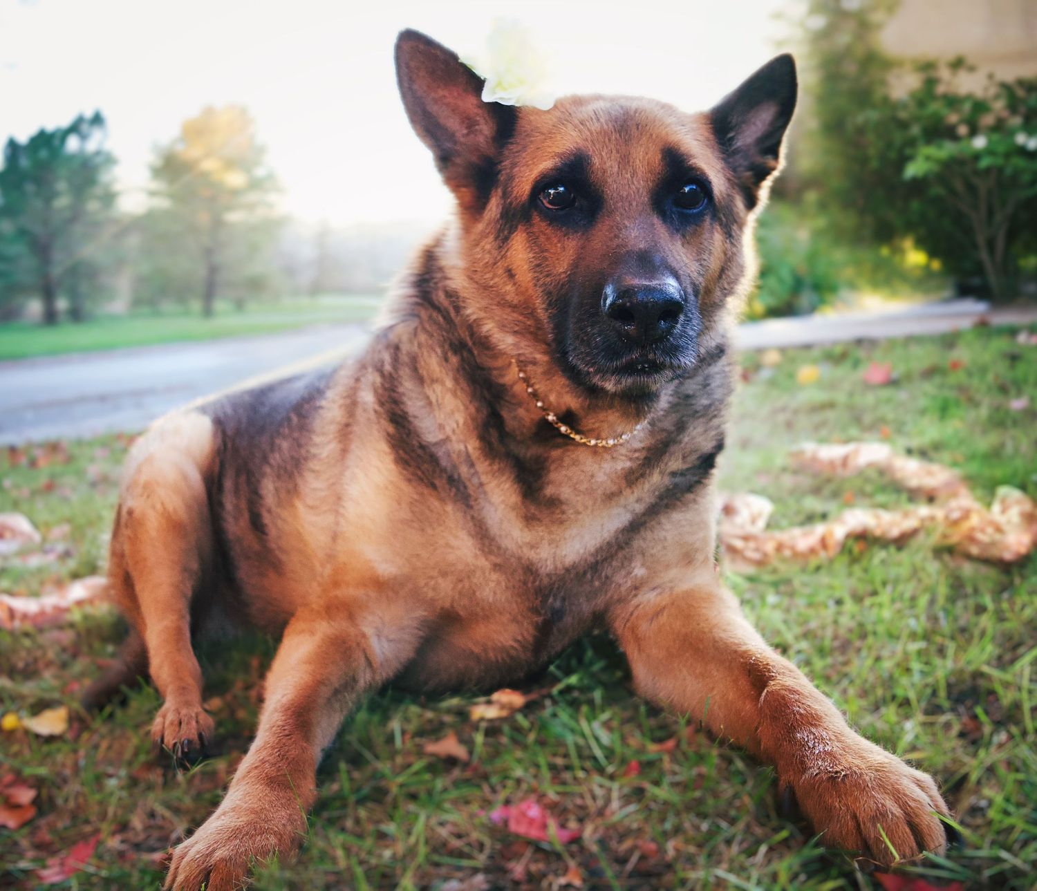 German Shepherd