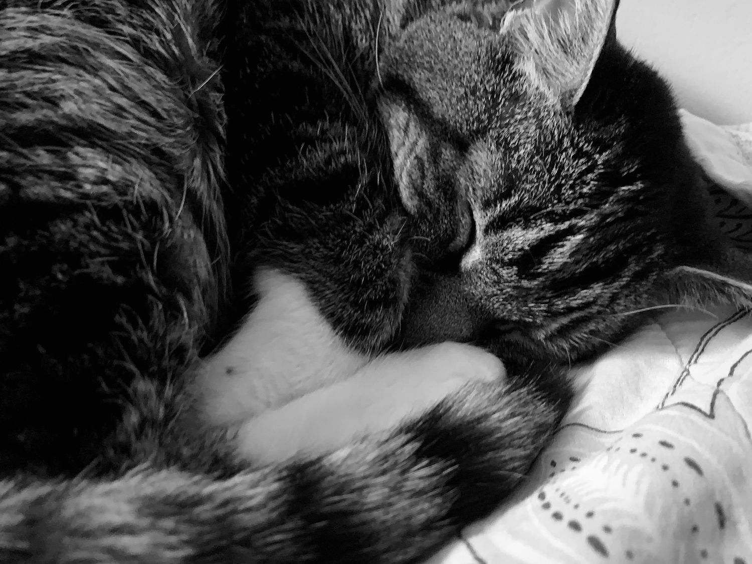 Sleeping cat