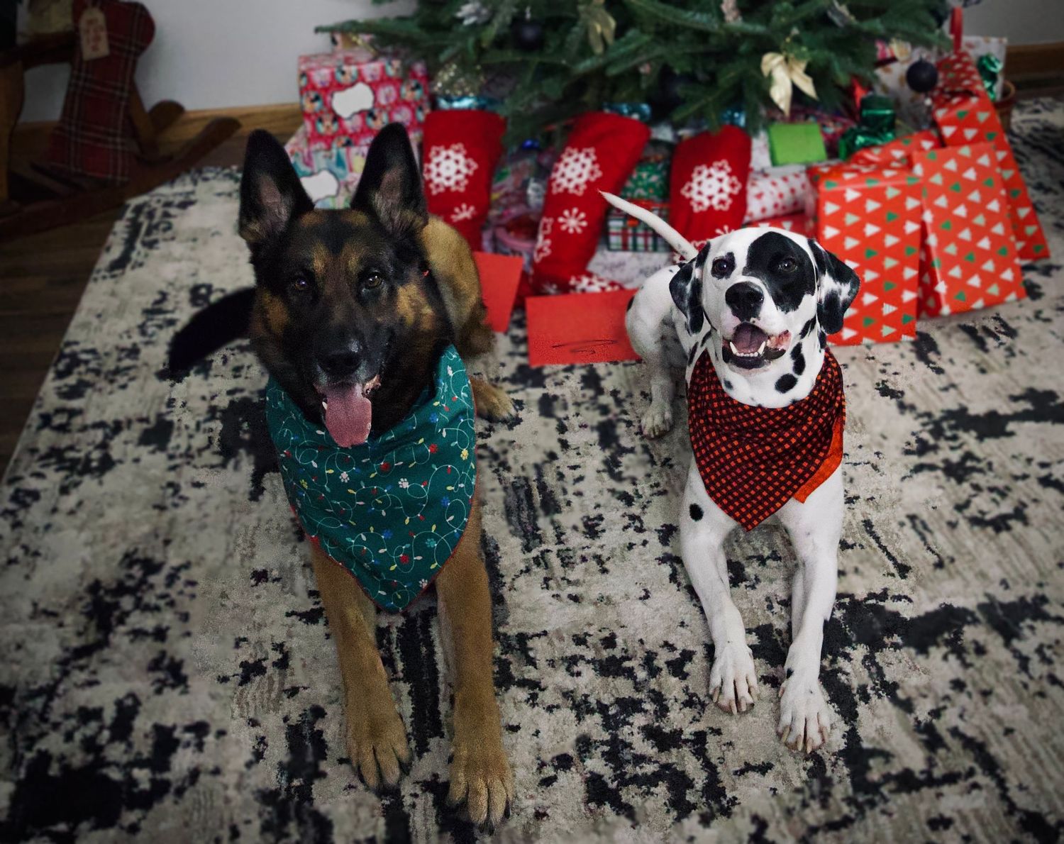 German Shepherd and Dalmatian