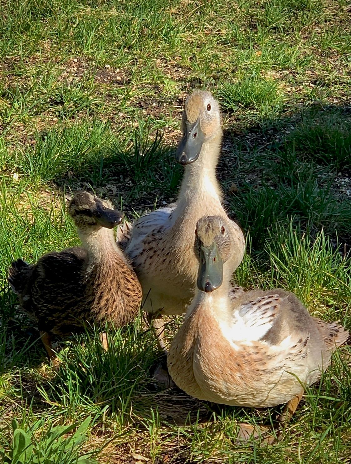 3 ducks