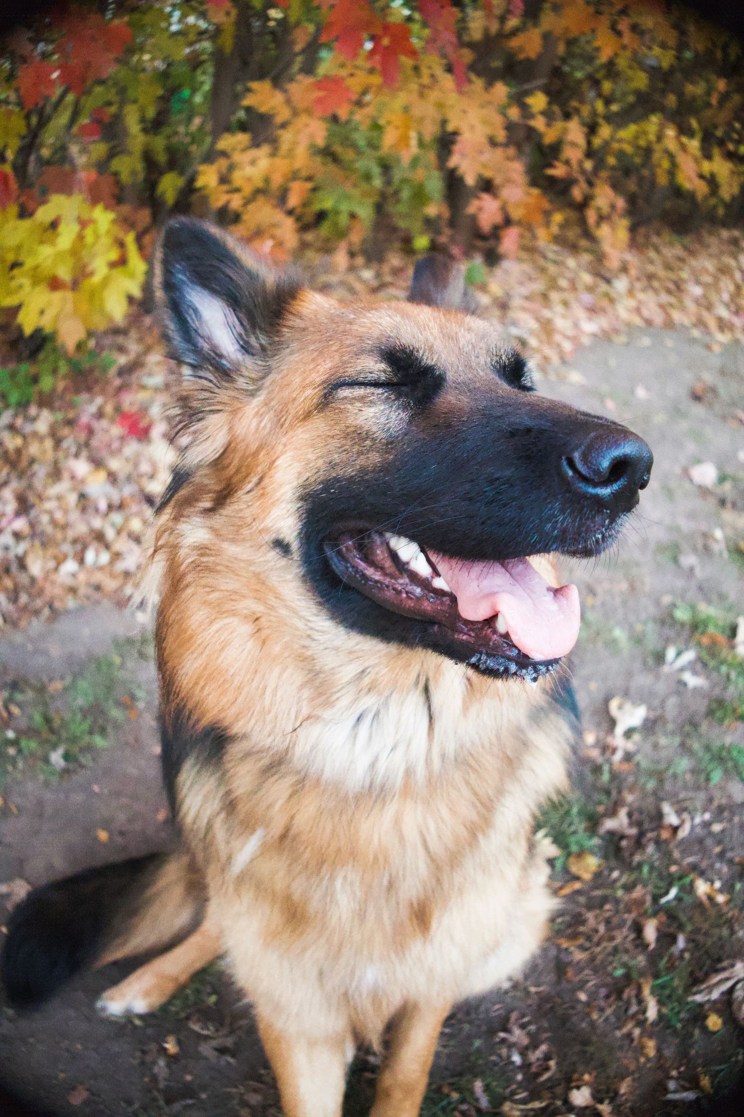 German Shepherd smiling