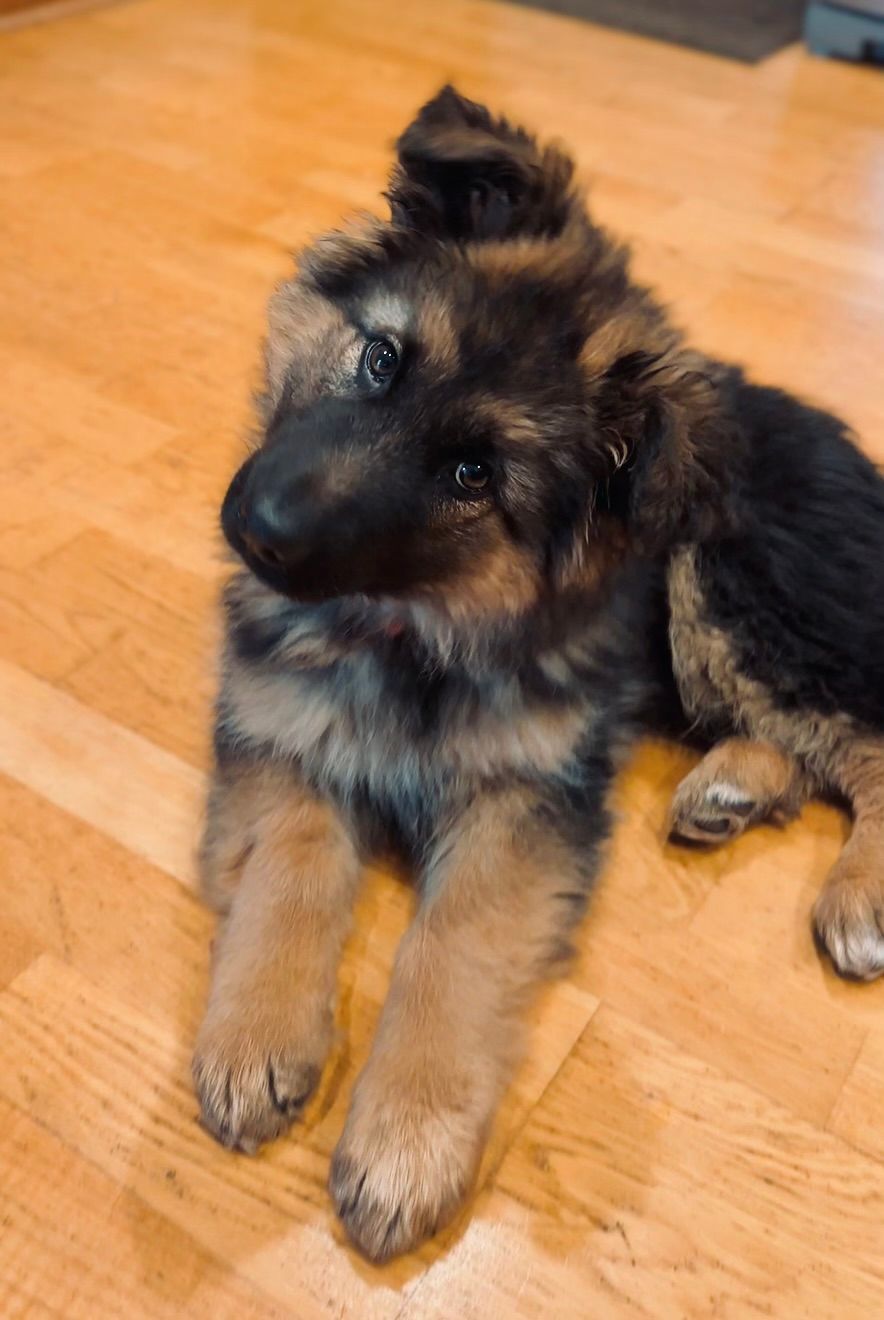 German Shepherd puppy