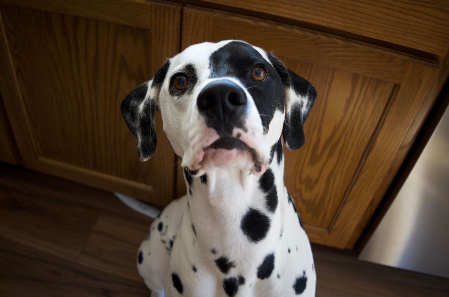 A Dalmatian dog sitting indoors, looking up with mouth open, showcasing its black spots on white coat.