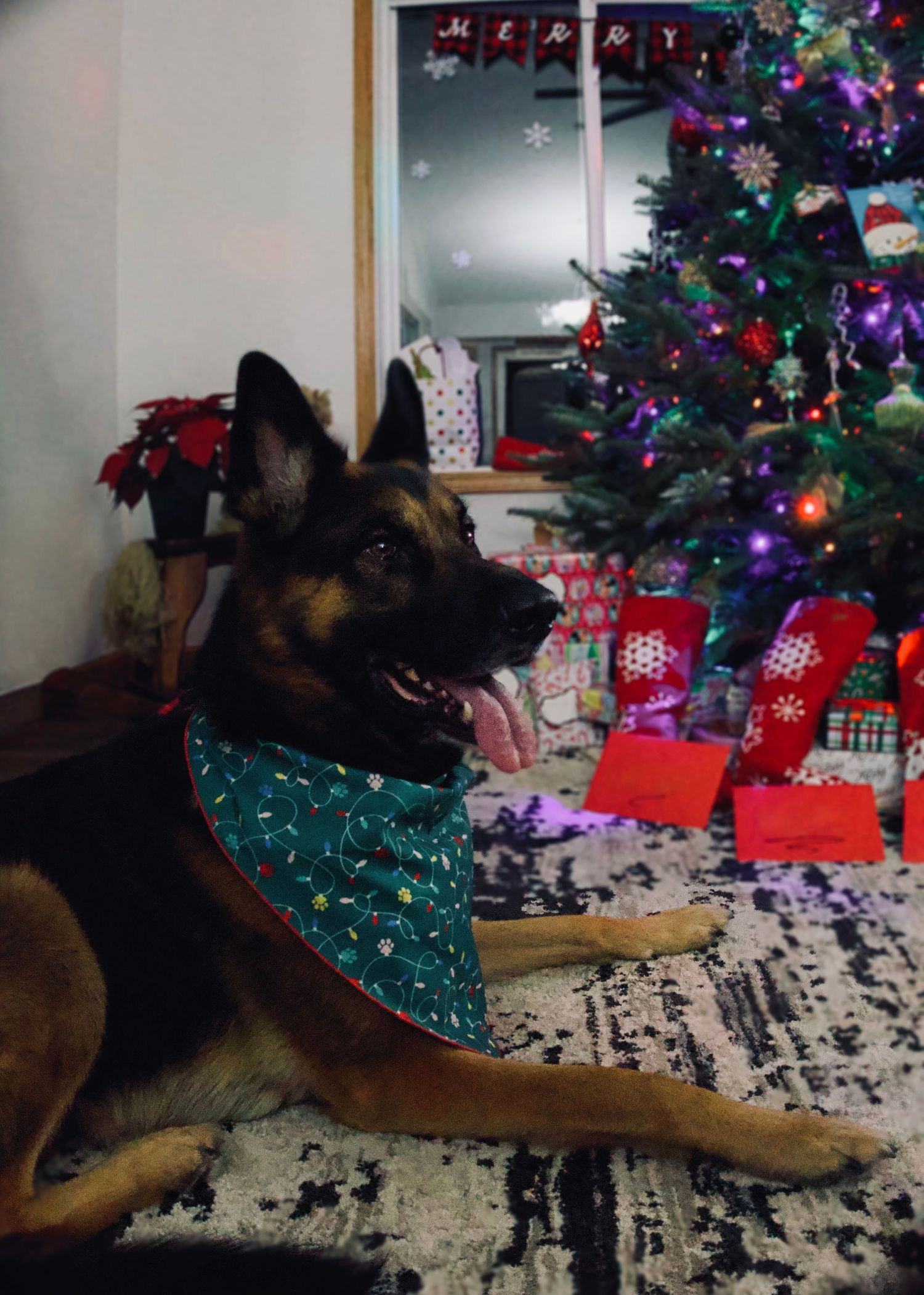 German Shepherd
